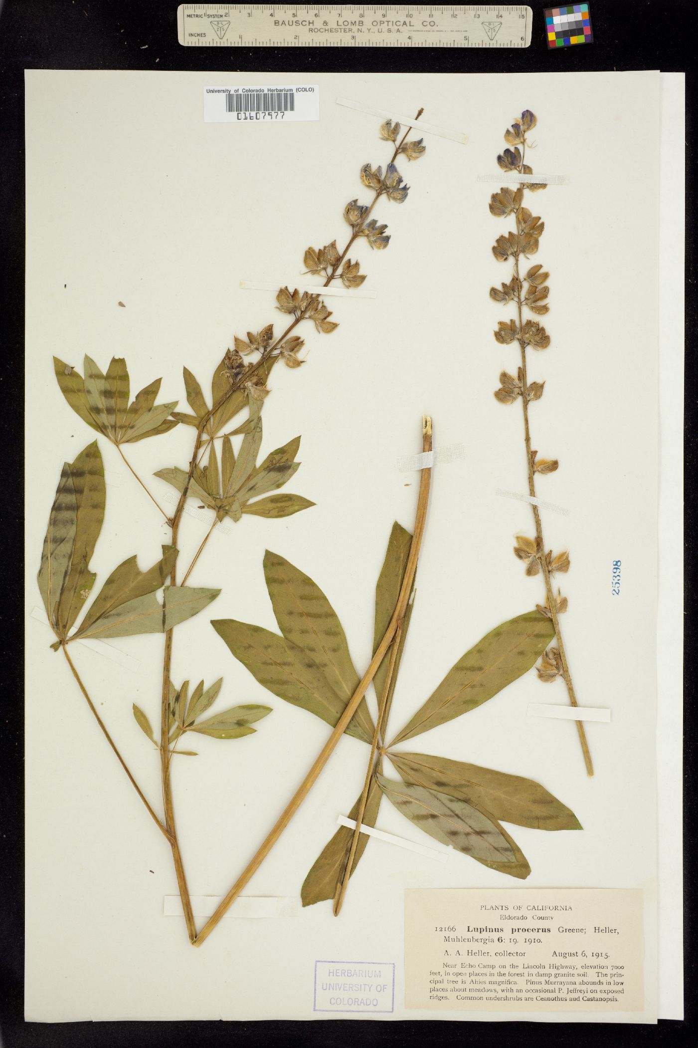 Lupinus polyphyllus ssp. superbus image