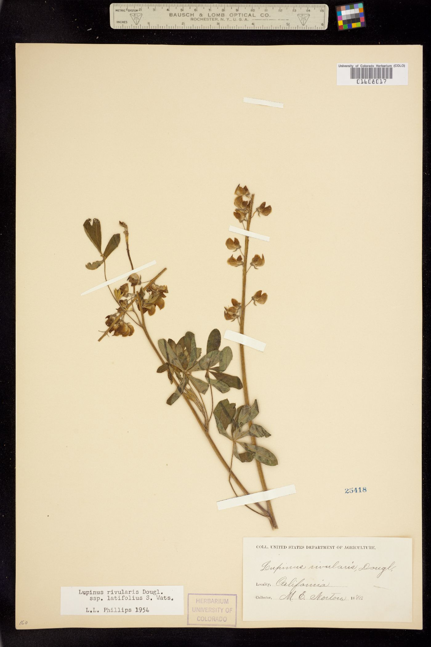 Lupinus rivularis image