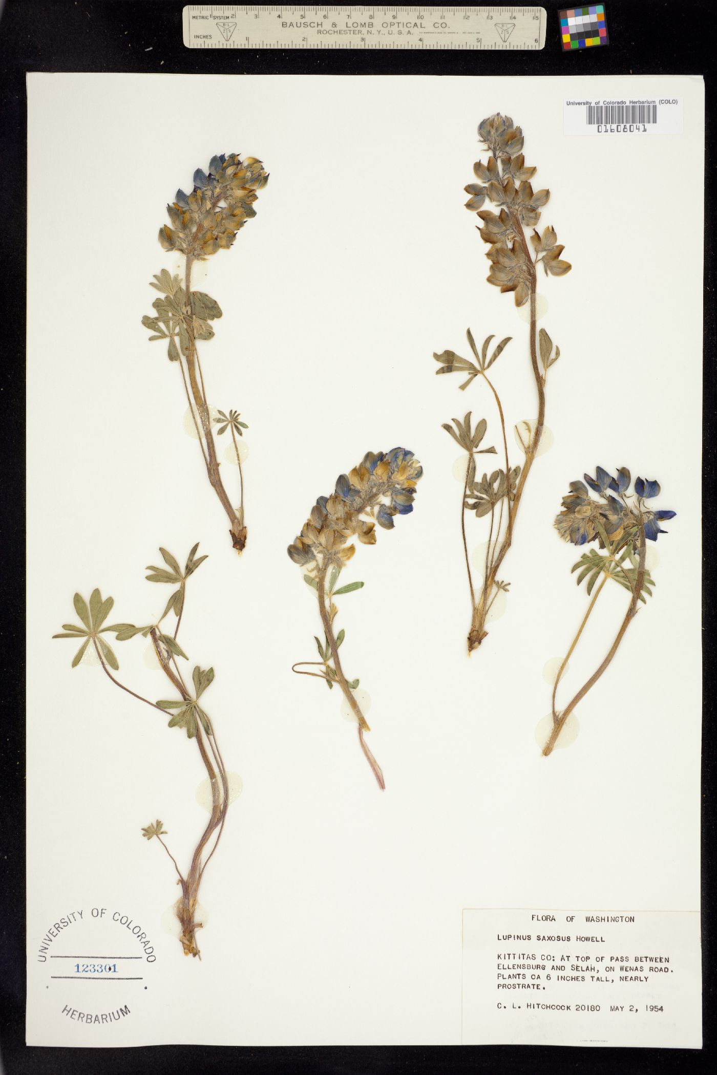 Lupinus saxosus image