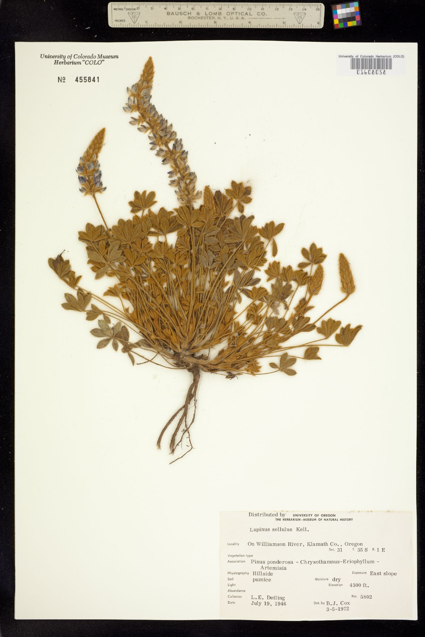 Lupinus sellulus image