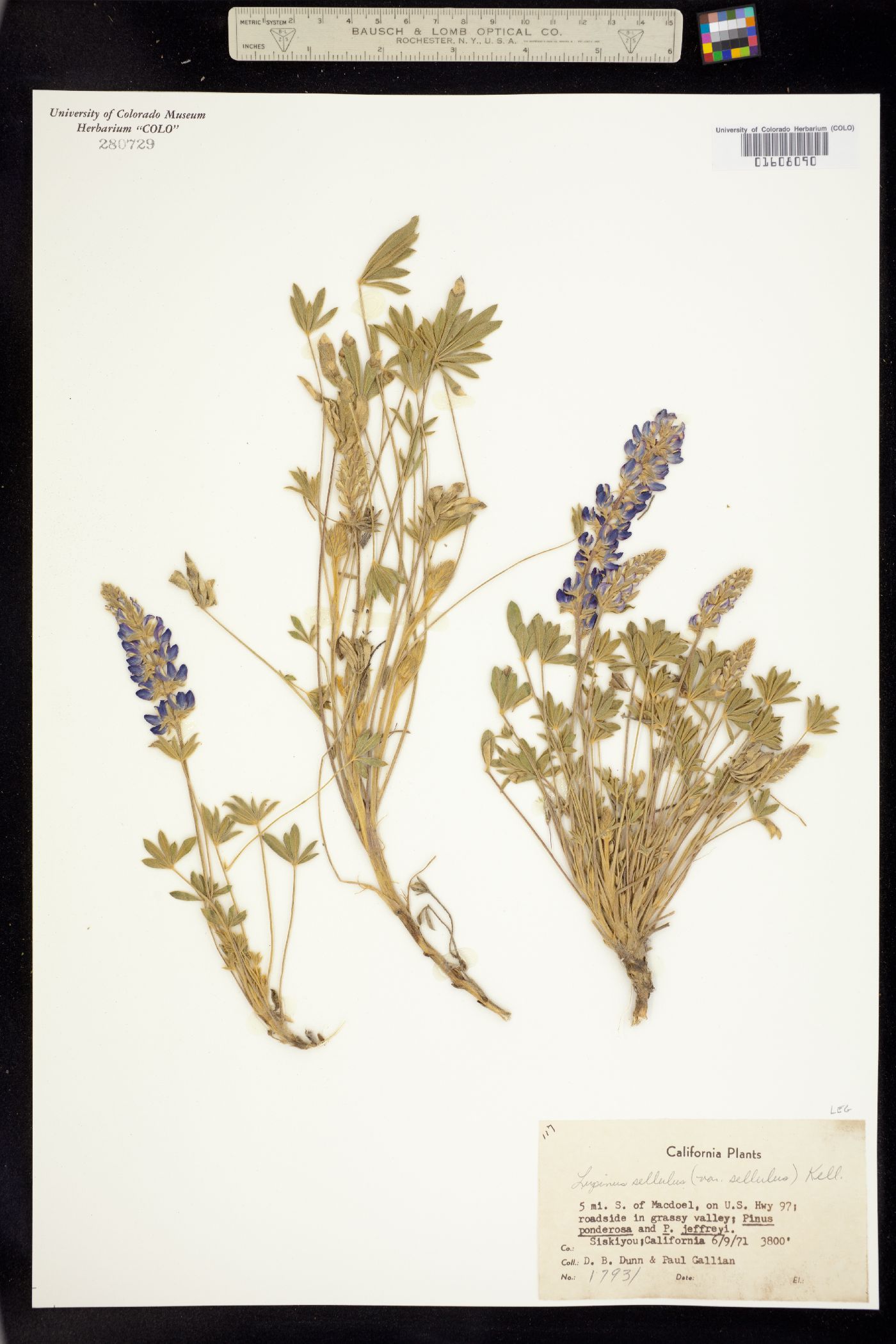 Lupinus sellulus image