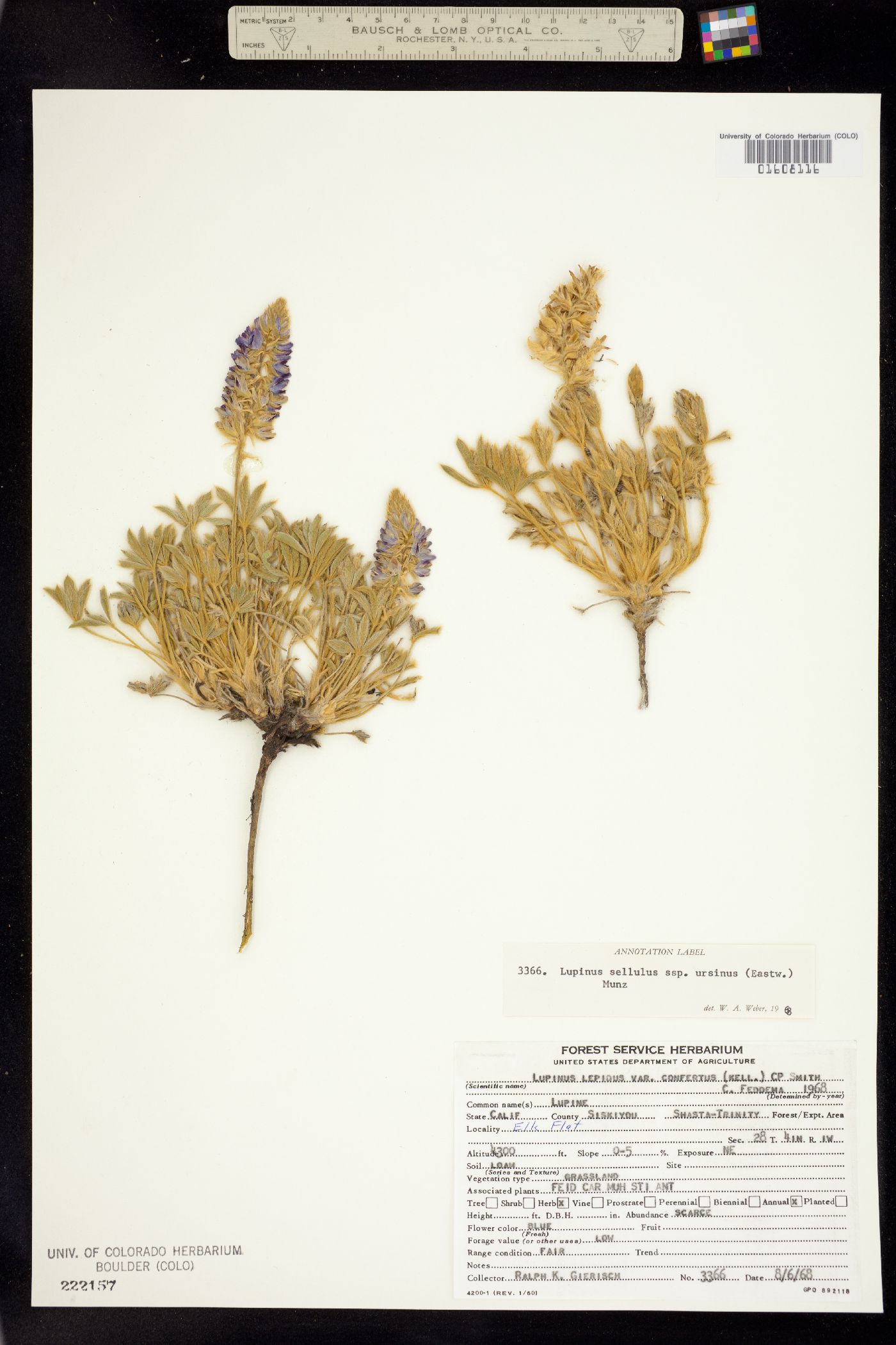 Lupinus sellulus image