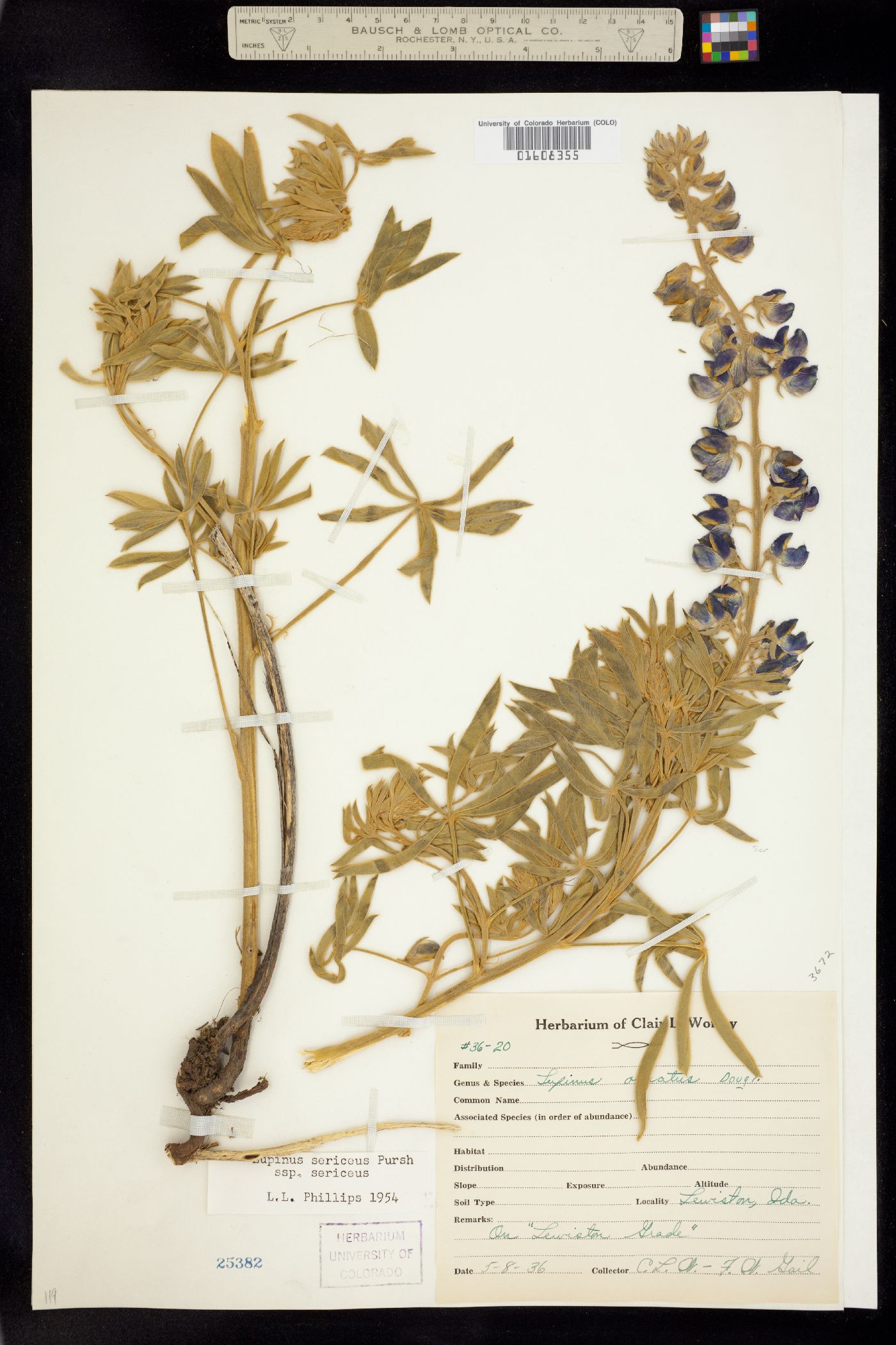 Lupinus sericeus ssp. sericeus image