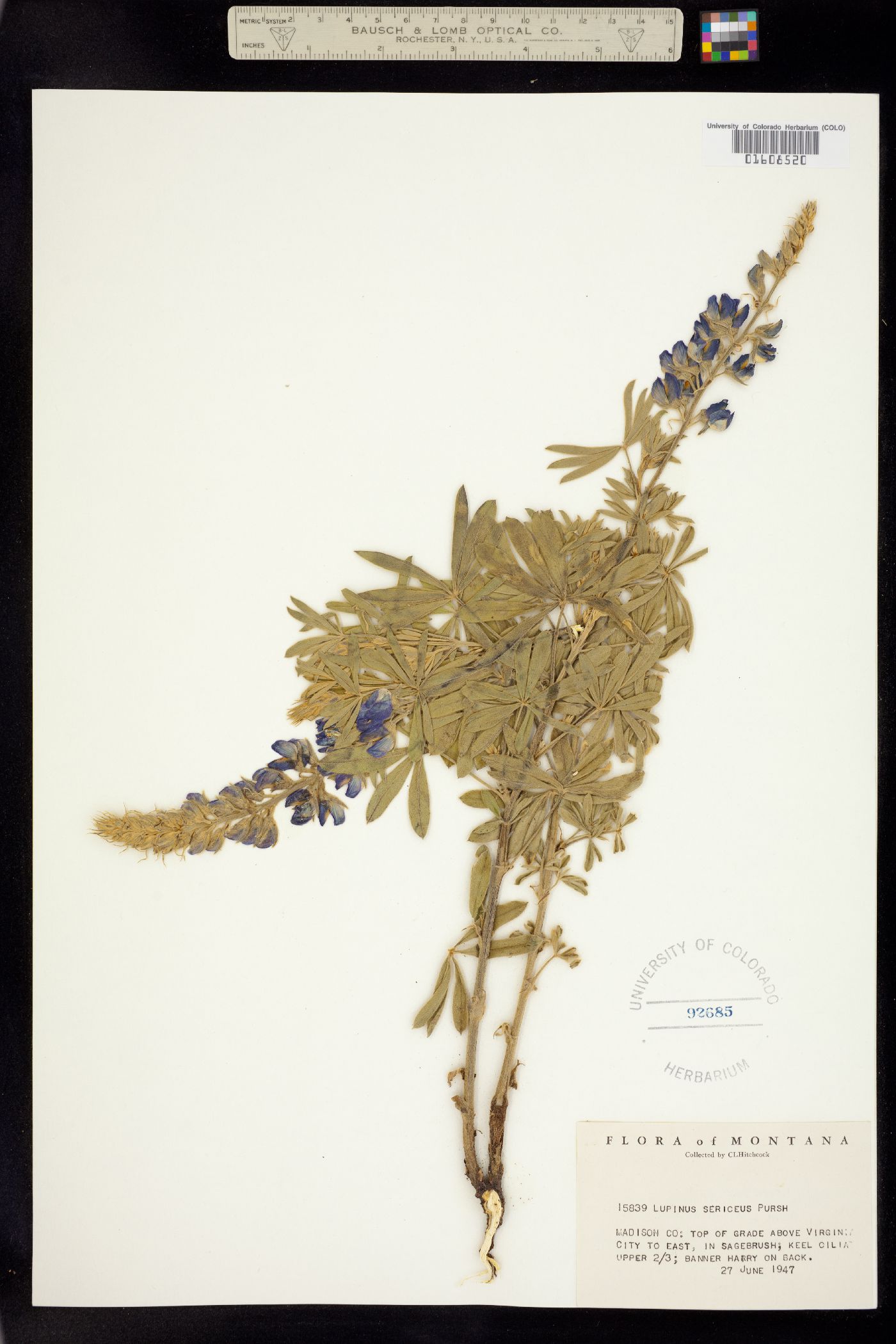 Lupinus sericeus image