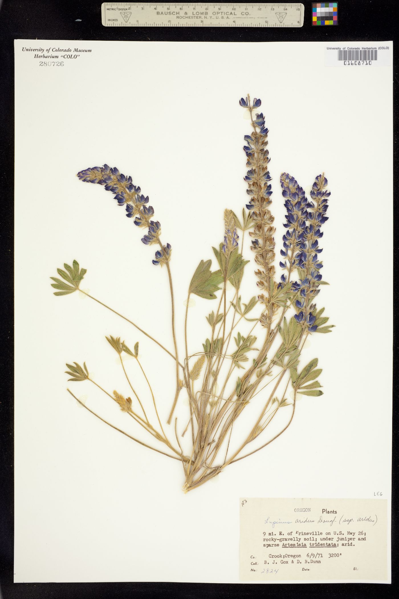 Lupinus aridus image