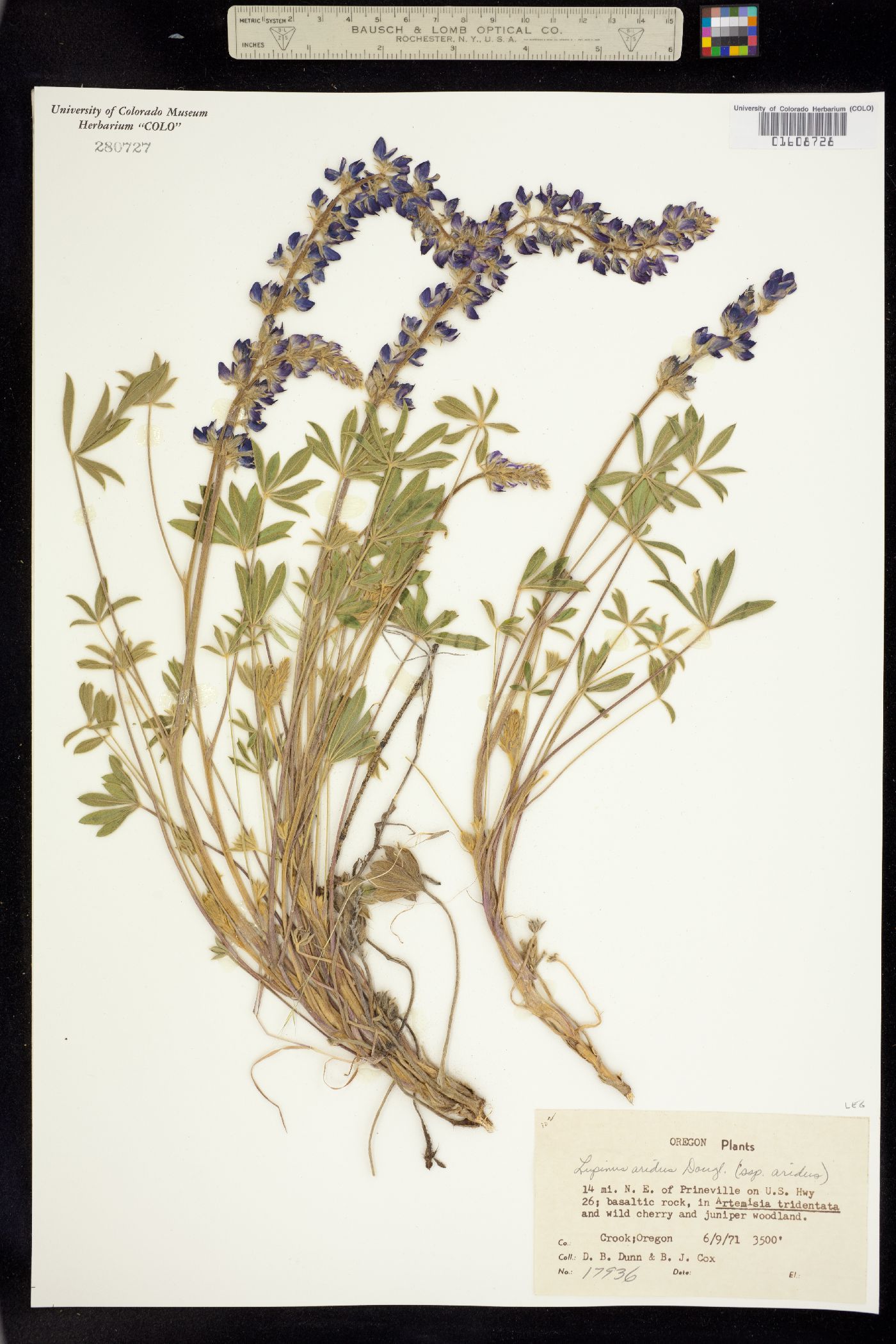 Lupinus aridus image