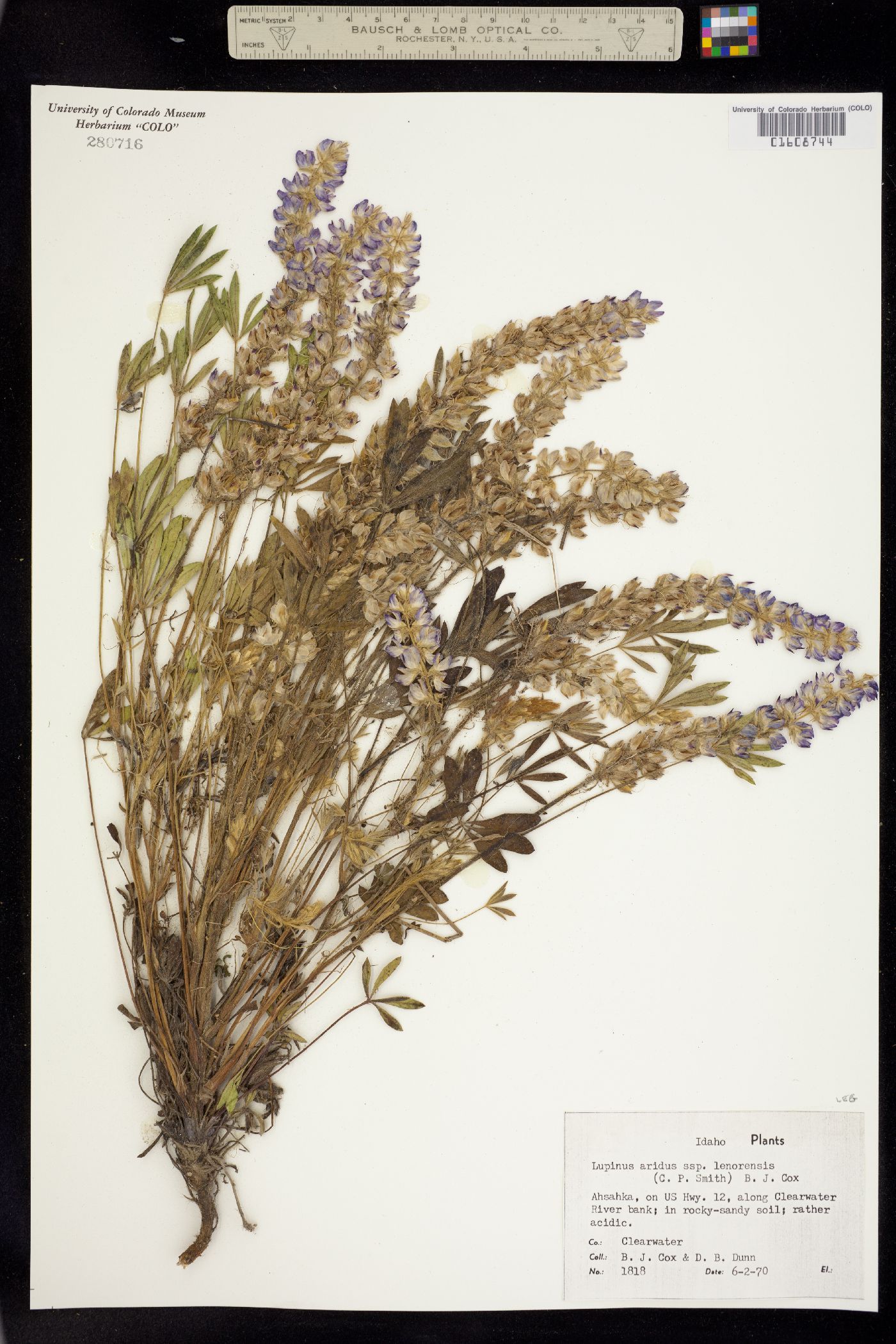 Lupinus aridus image