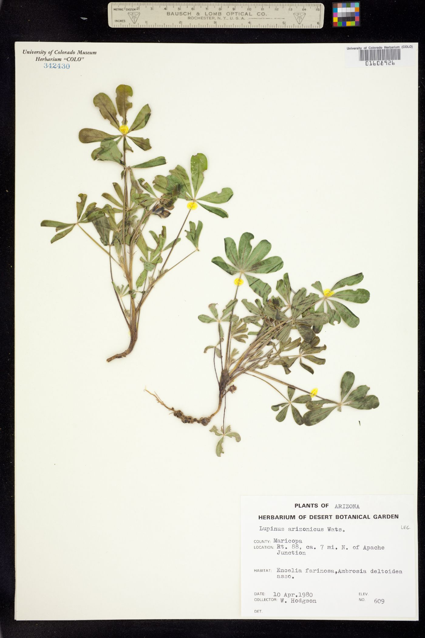 Lupinus arizonicus image