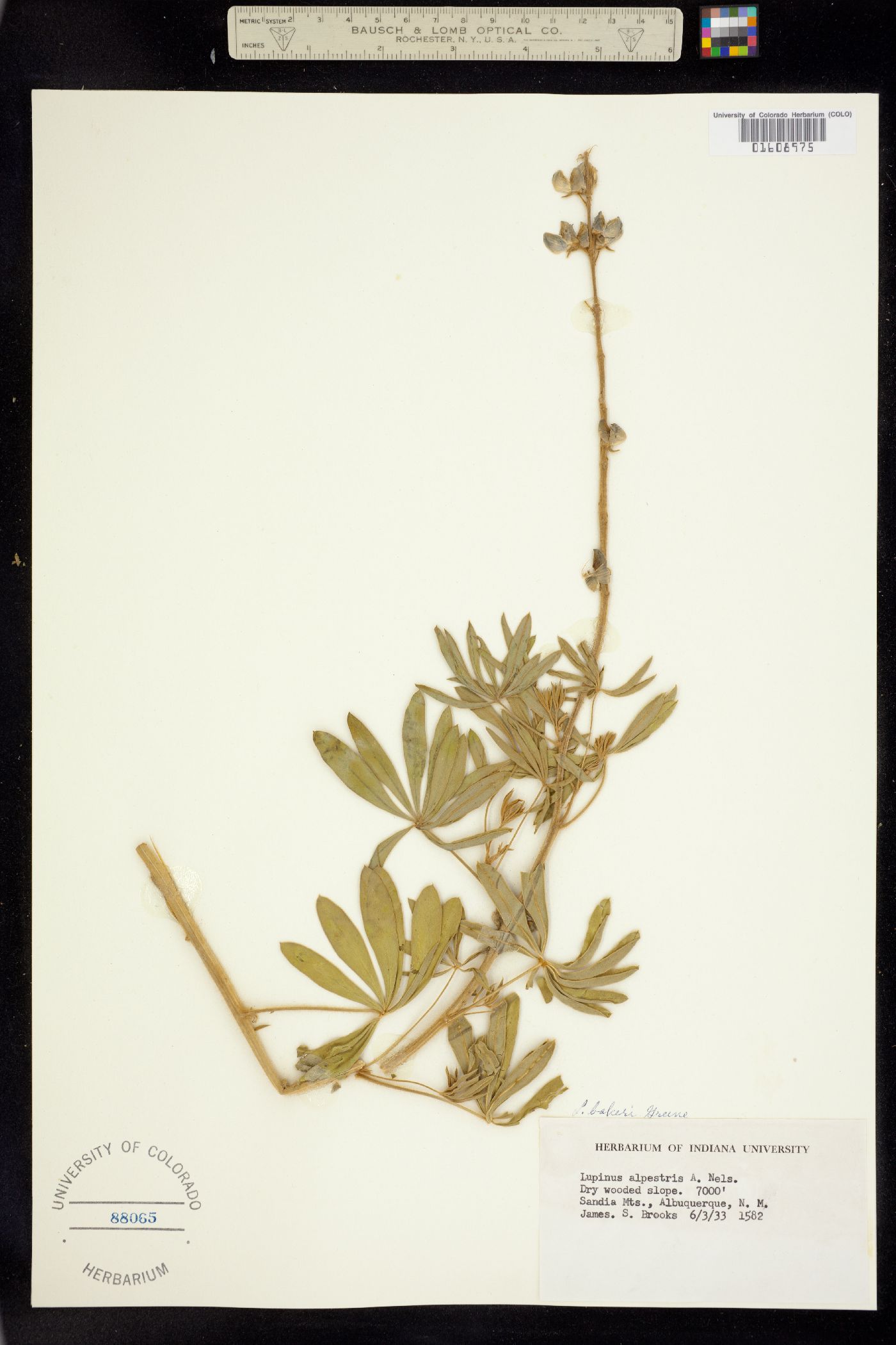 Lupinus bakeri image
