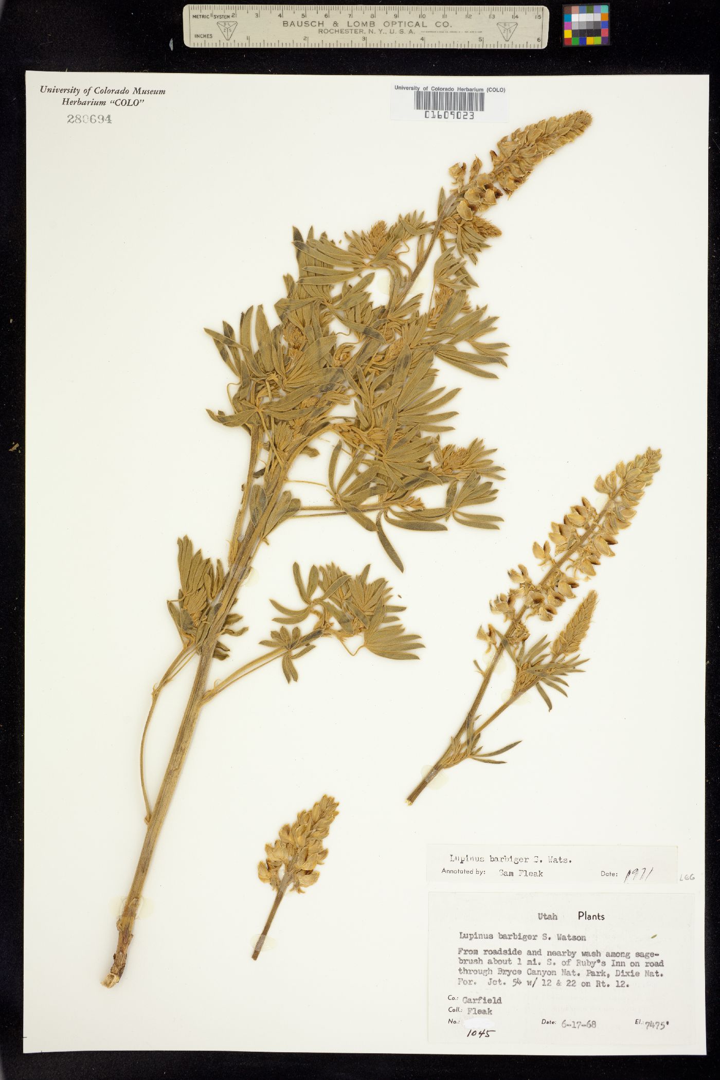 Lupinus barbiger image