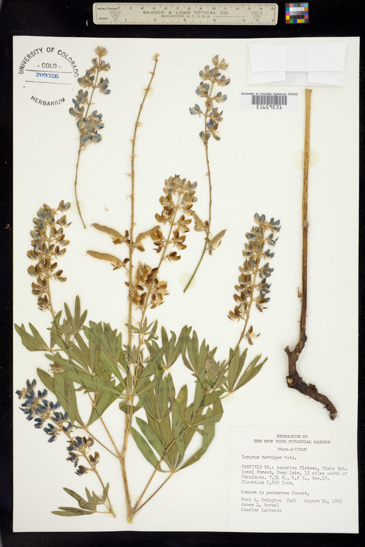 Lupinus barbiger image