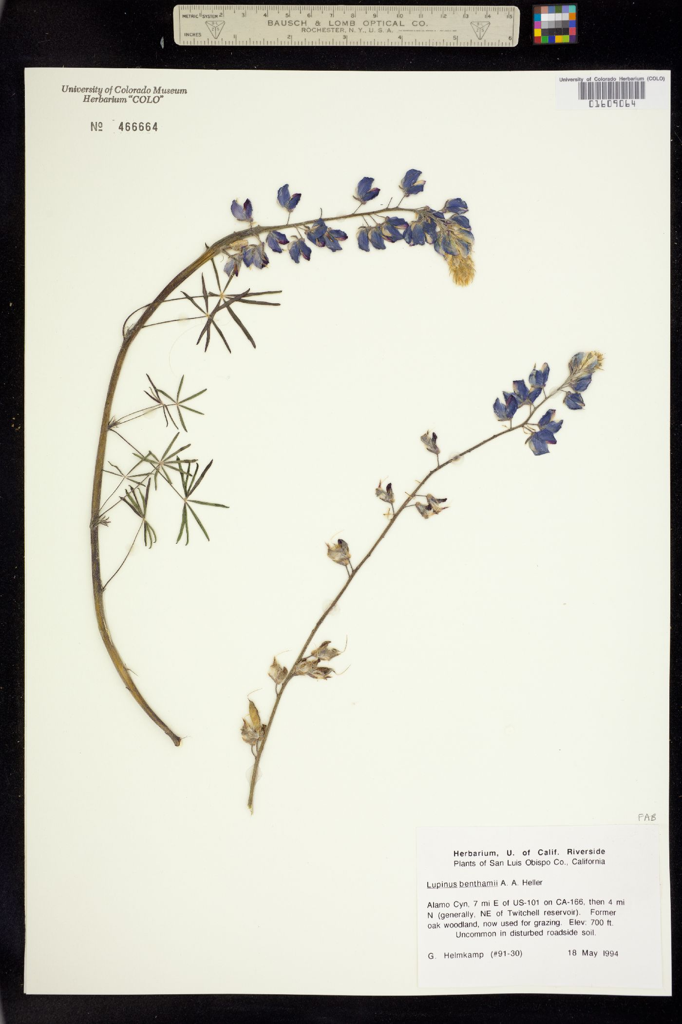 Lupinus benthamii image