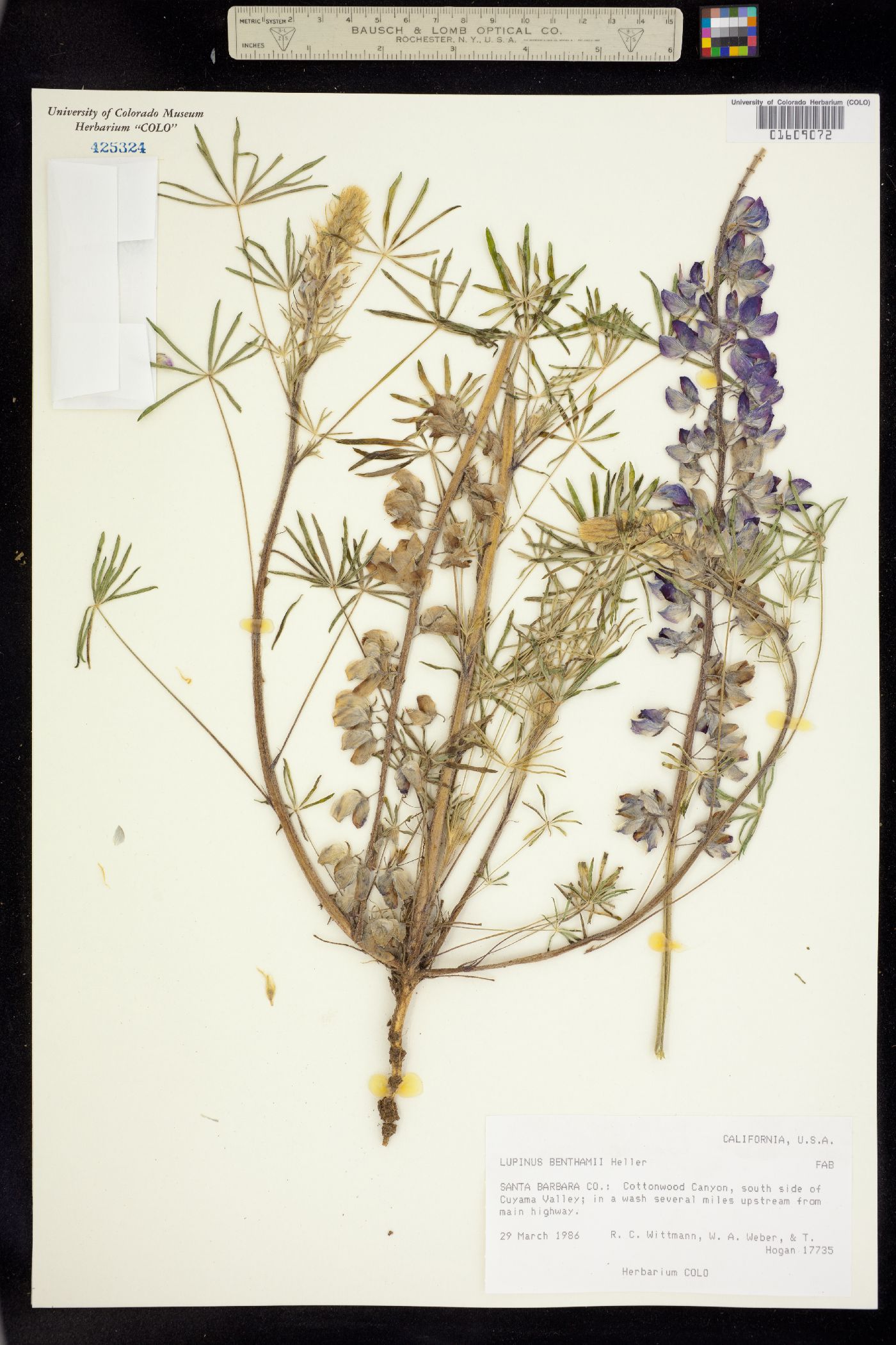 Lupinus benthamii image