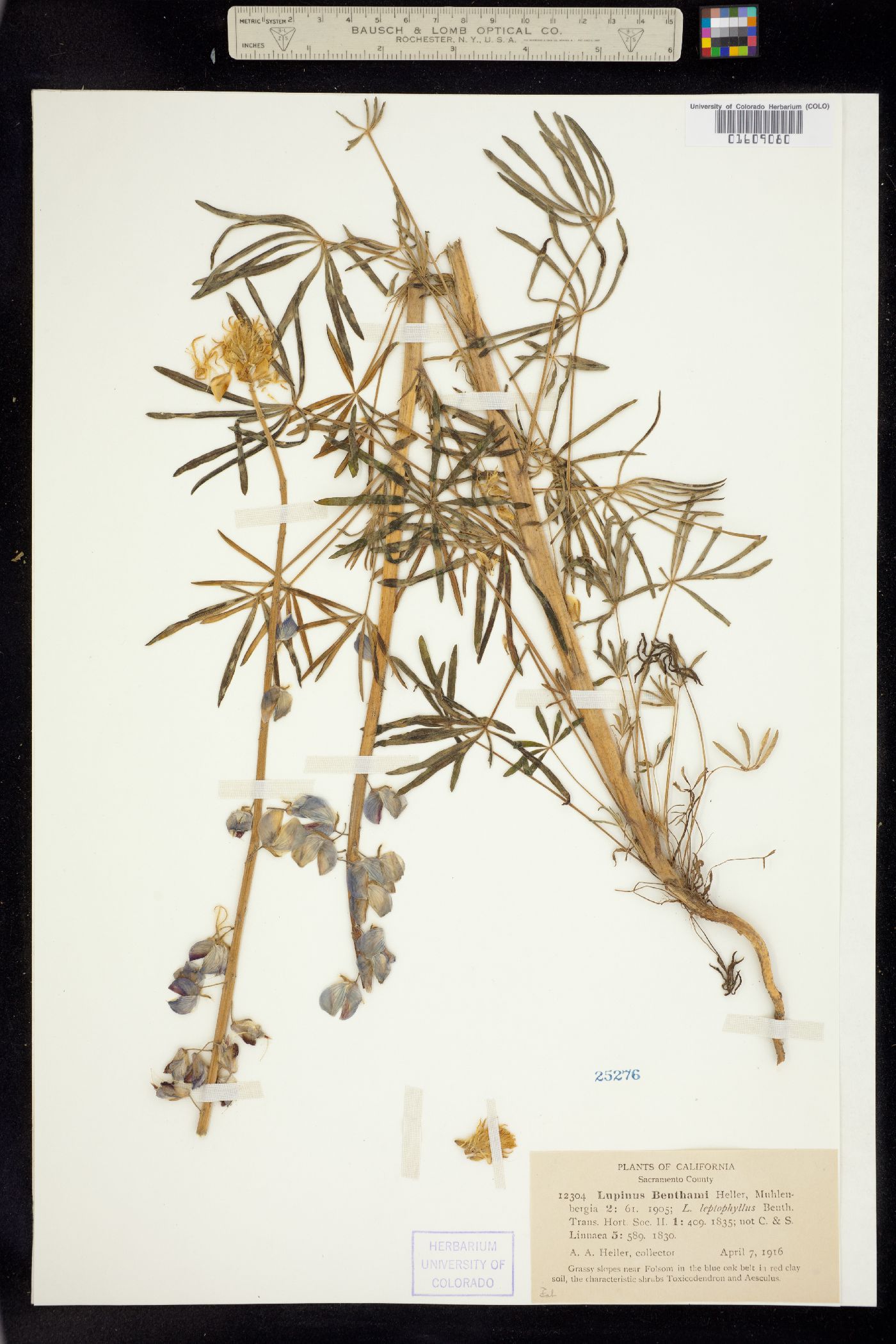 Lupinus benthamii image