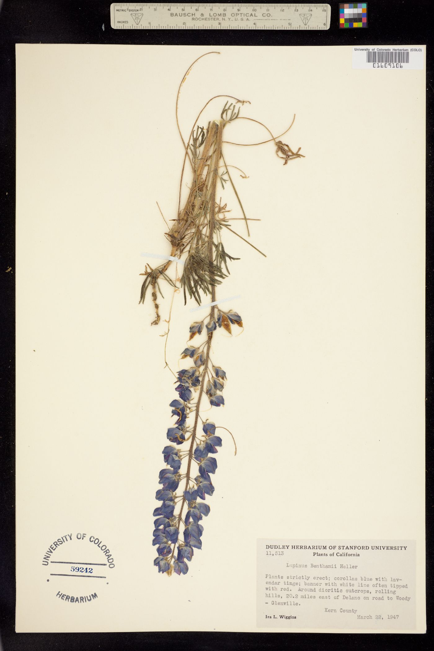 Lupinus benthamii image