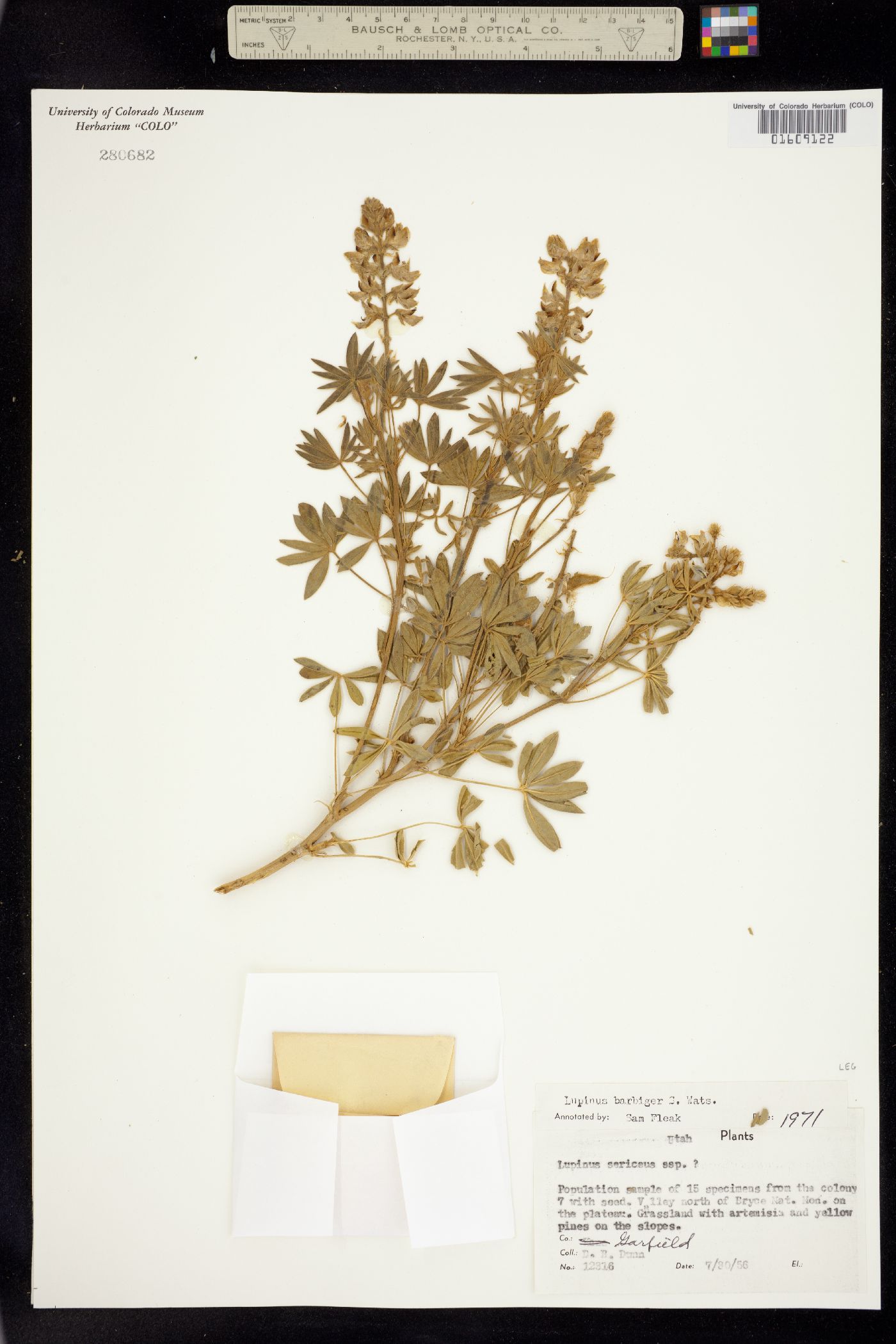 Lupinus barbiger image