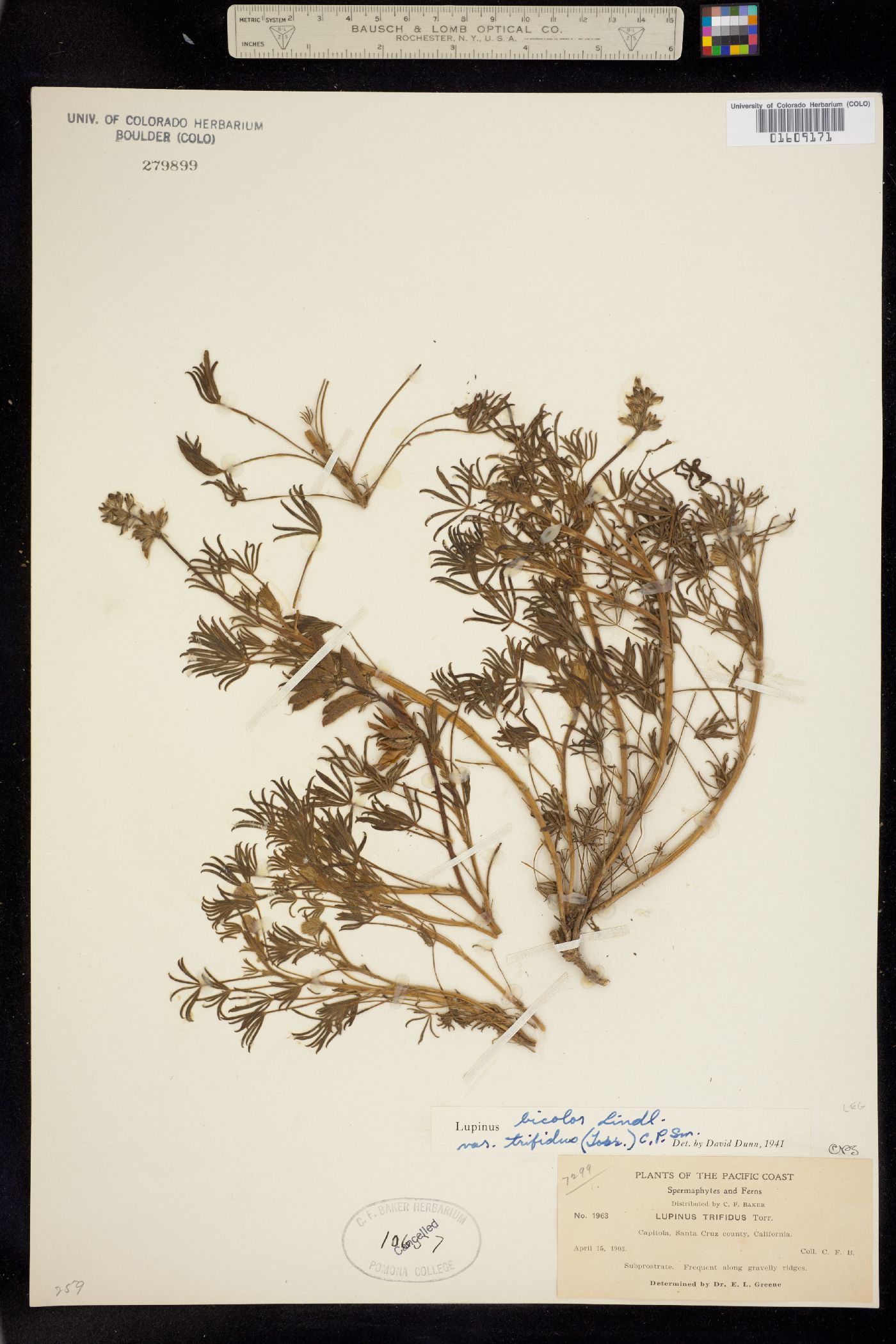 Lupinus bicolor image