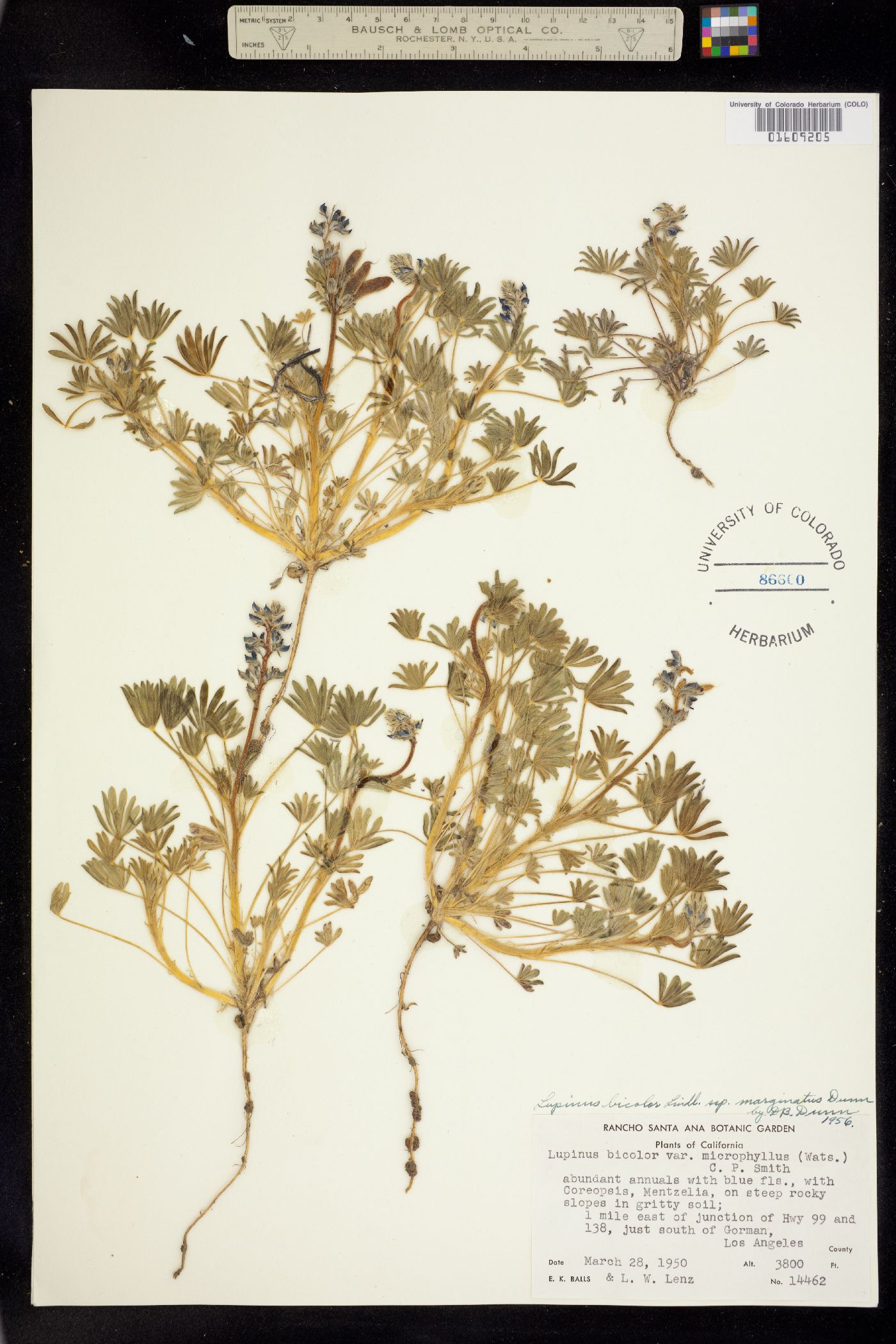 Lupinus bicolor image