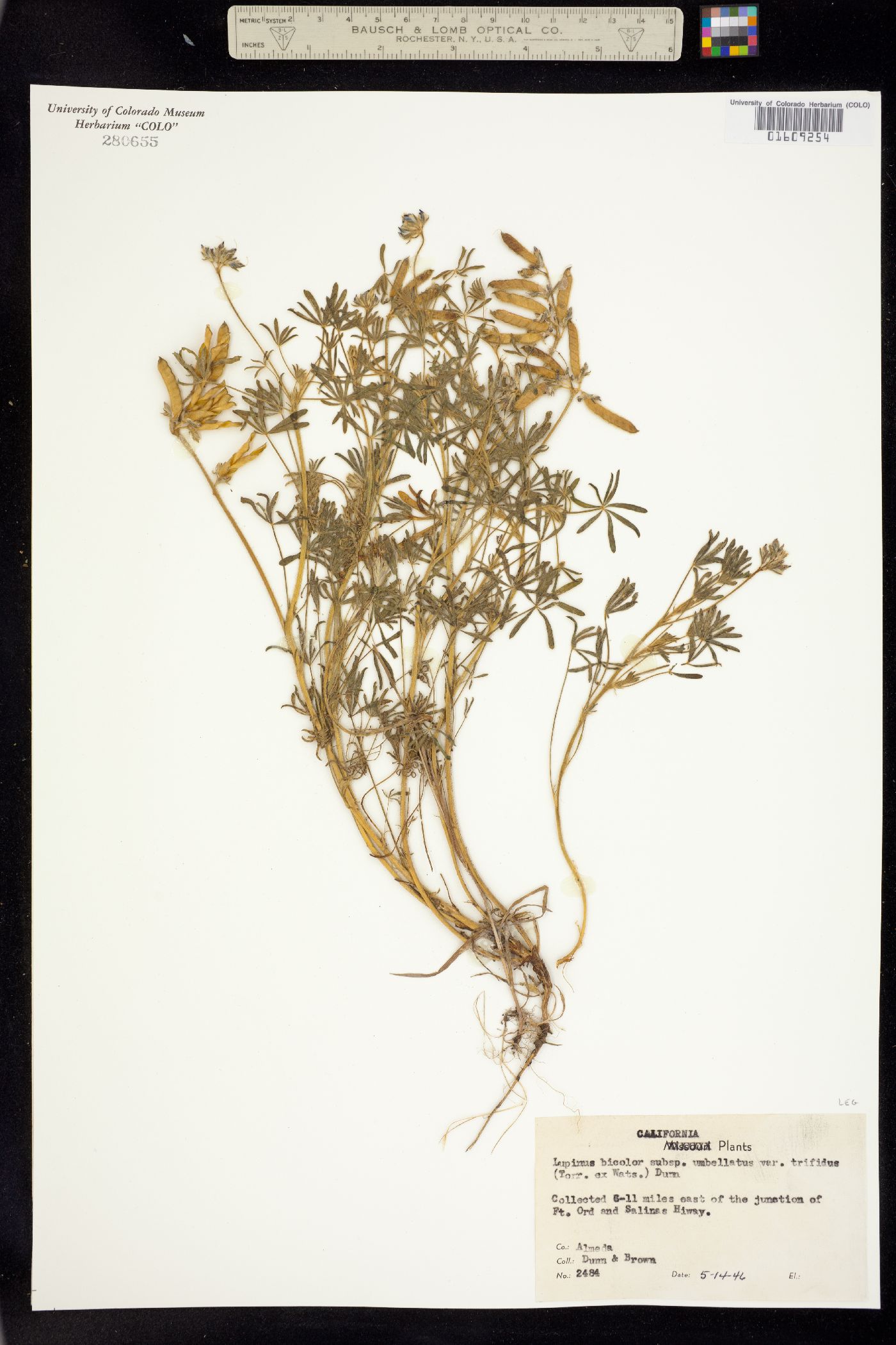 Lupinus bicolor image