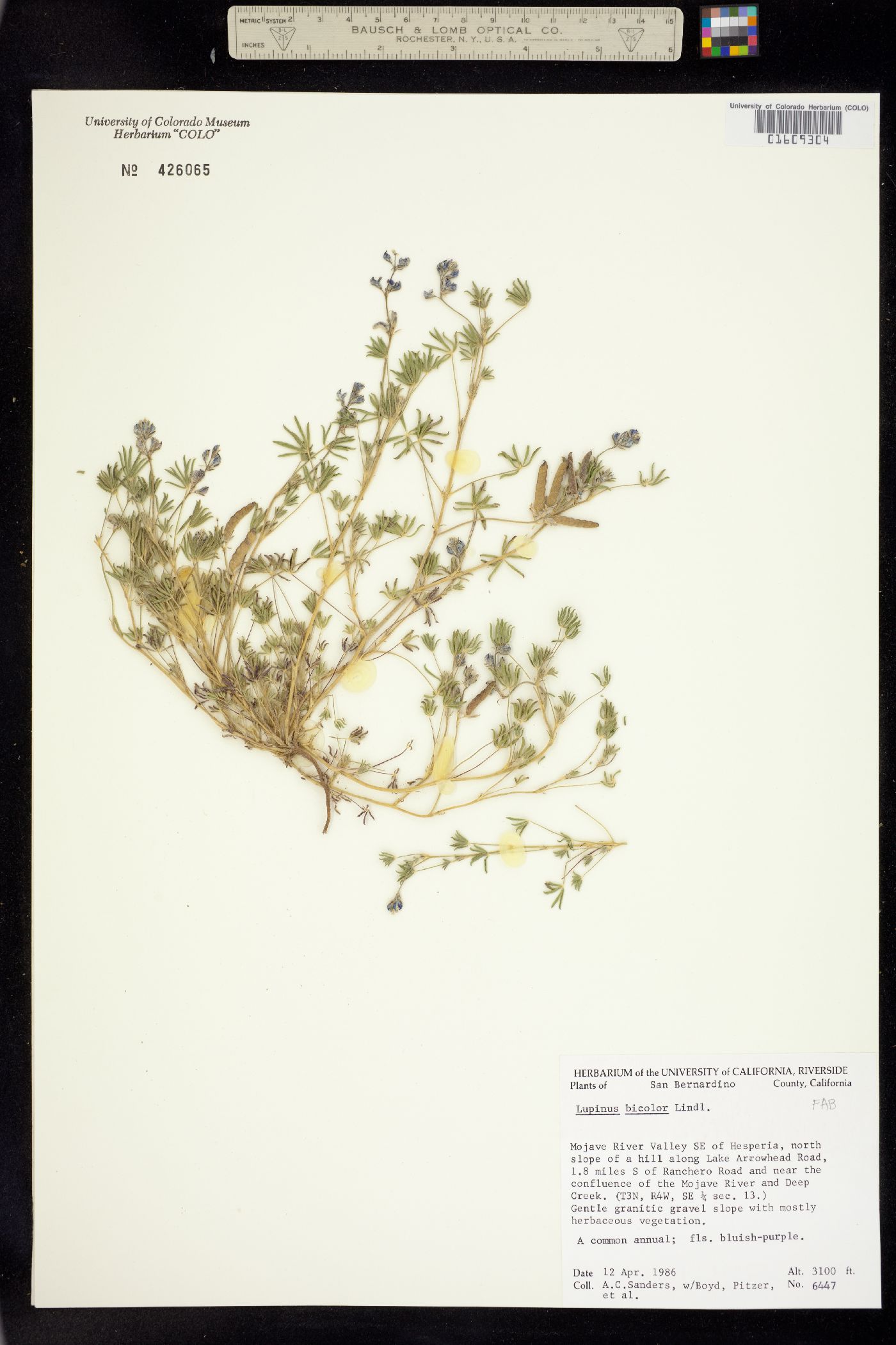 Lupinus bicolor image