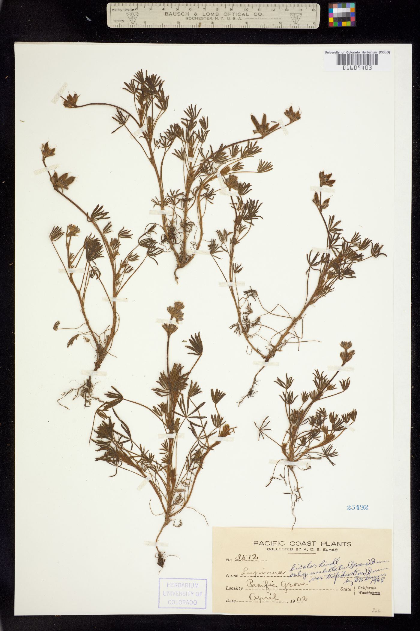 Lupinus bicolor image