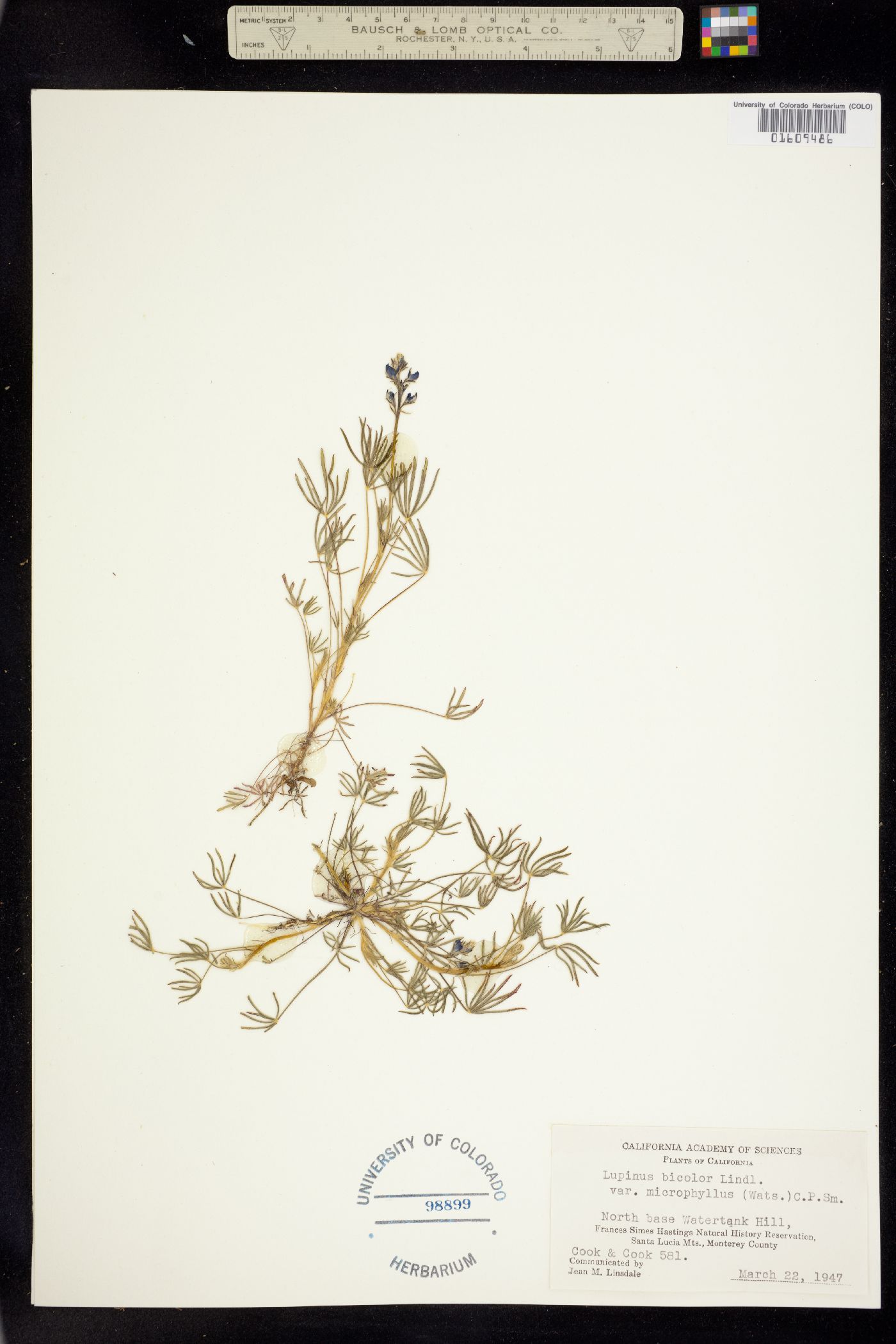 Lupinus bicolor image