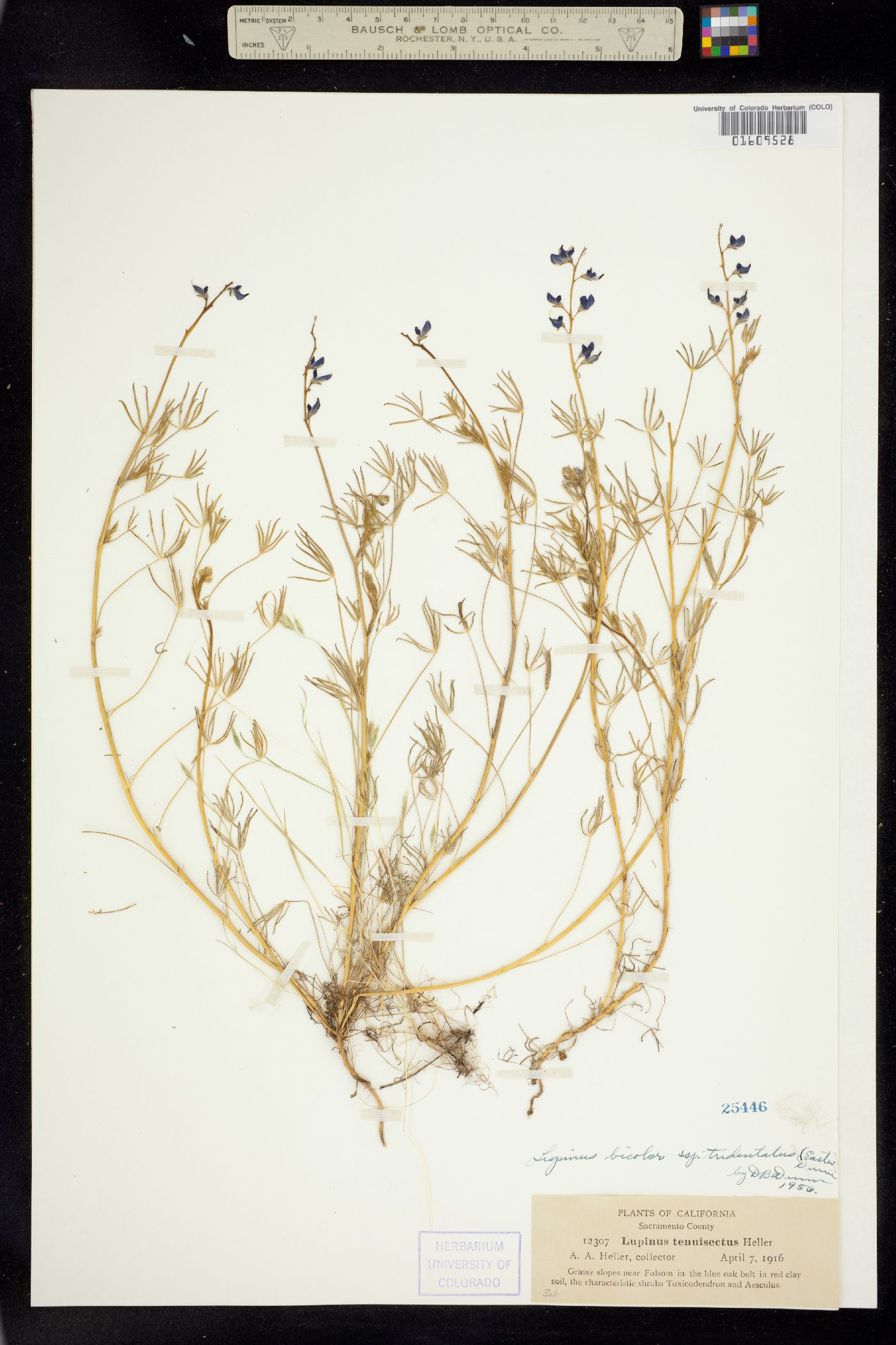 Lupinus bicolor image