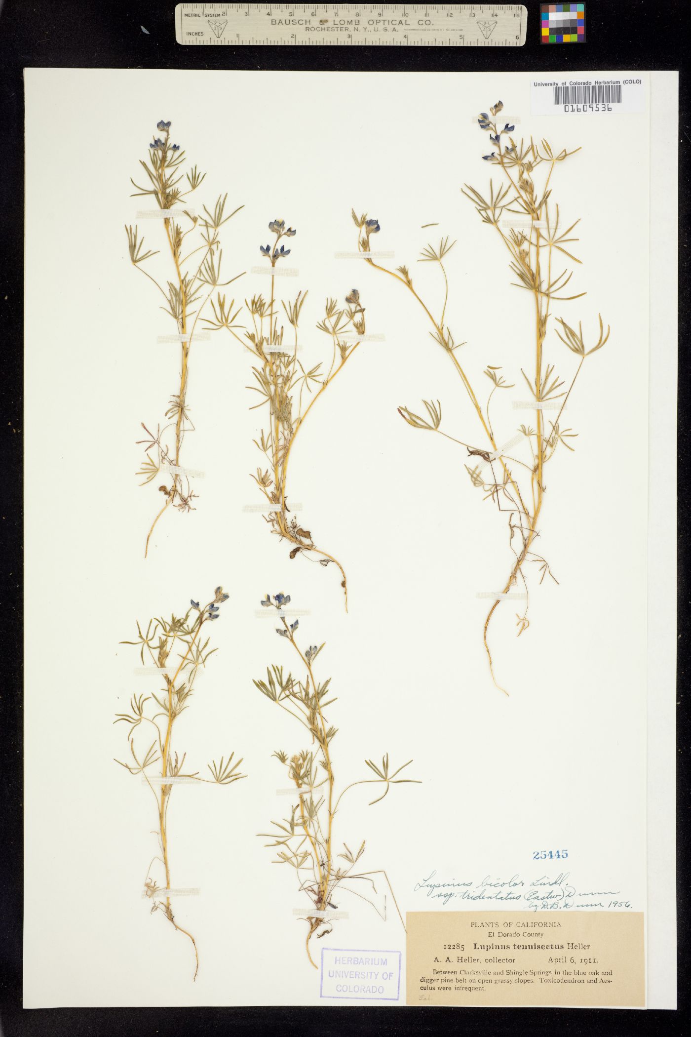 Lupinus bicolor image