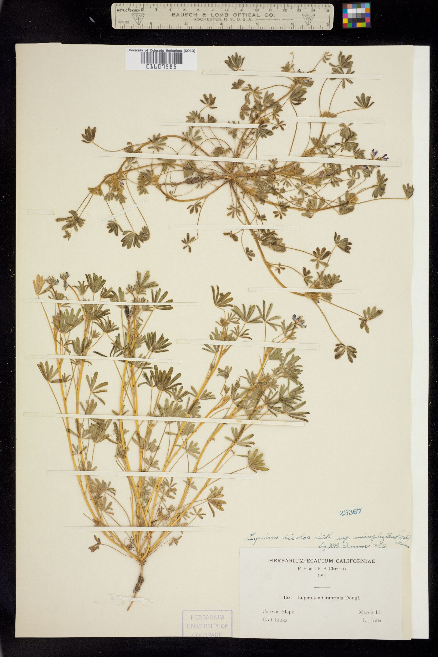 Lupinus bicolor image