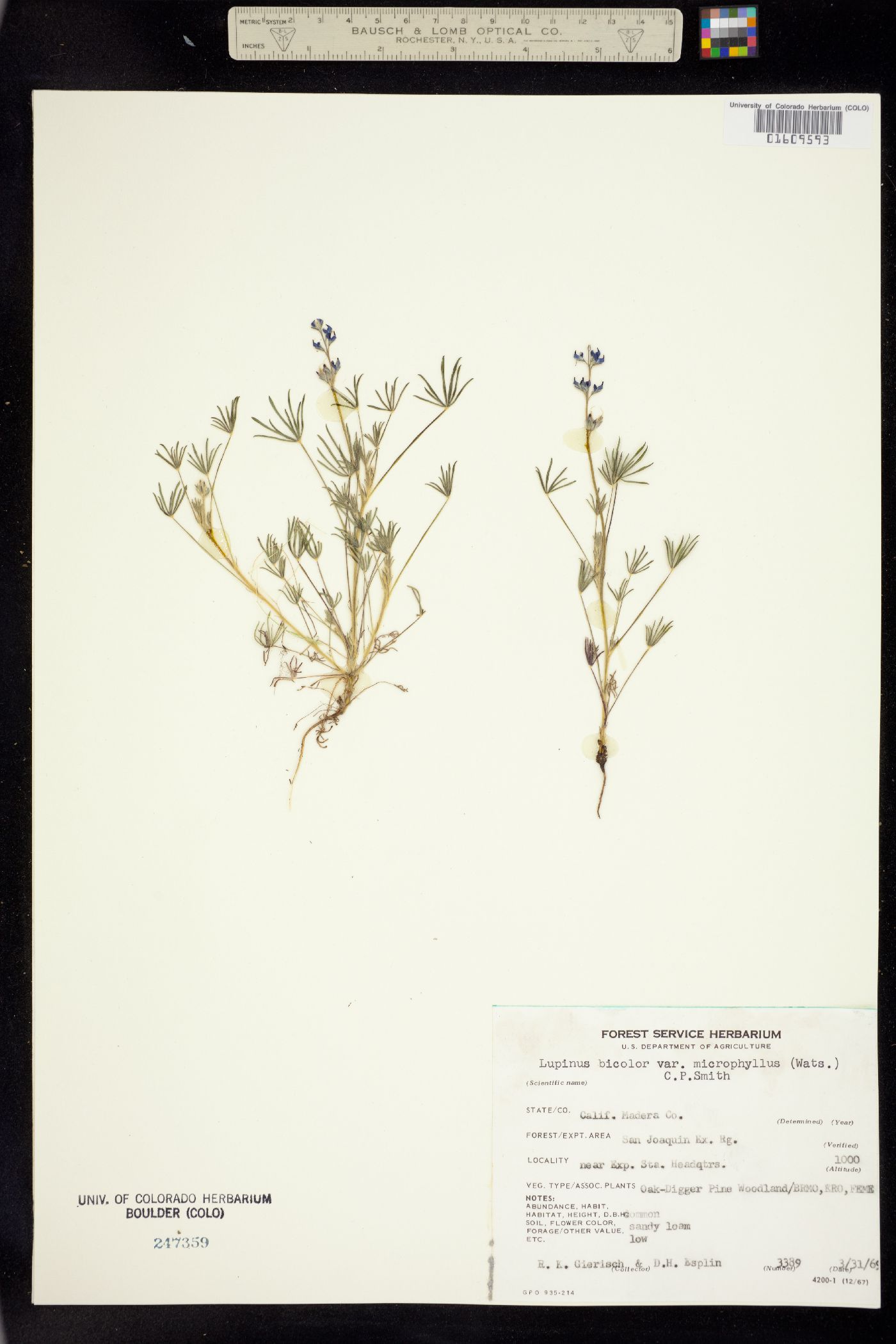 Lupinus image