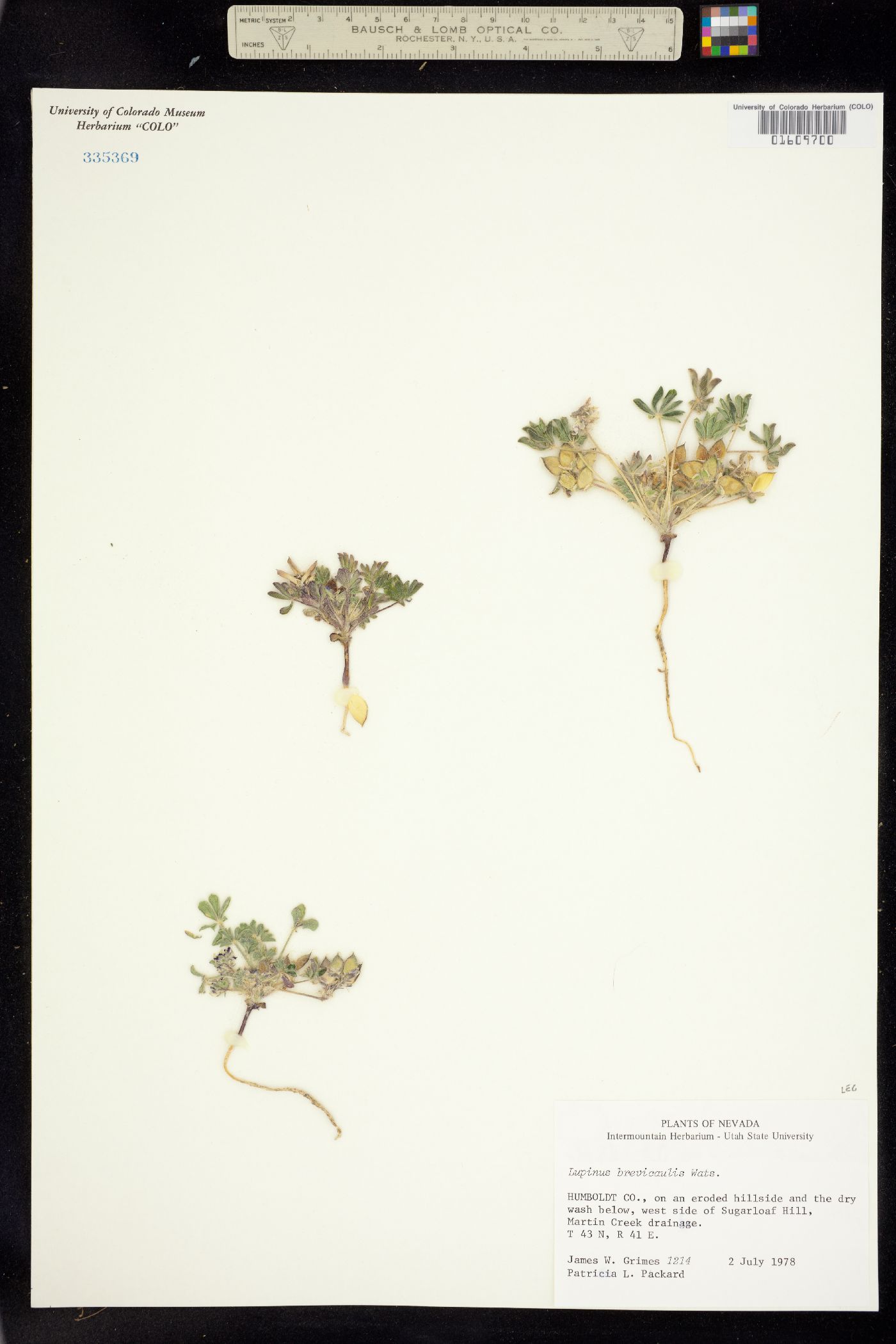 Lupinus brevicaulis image