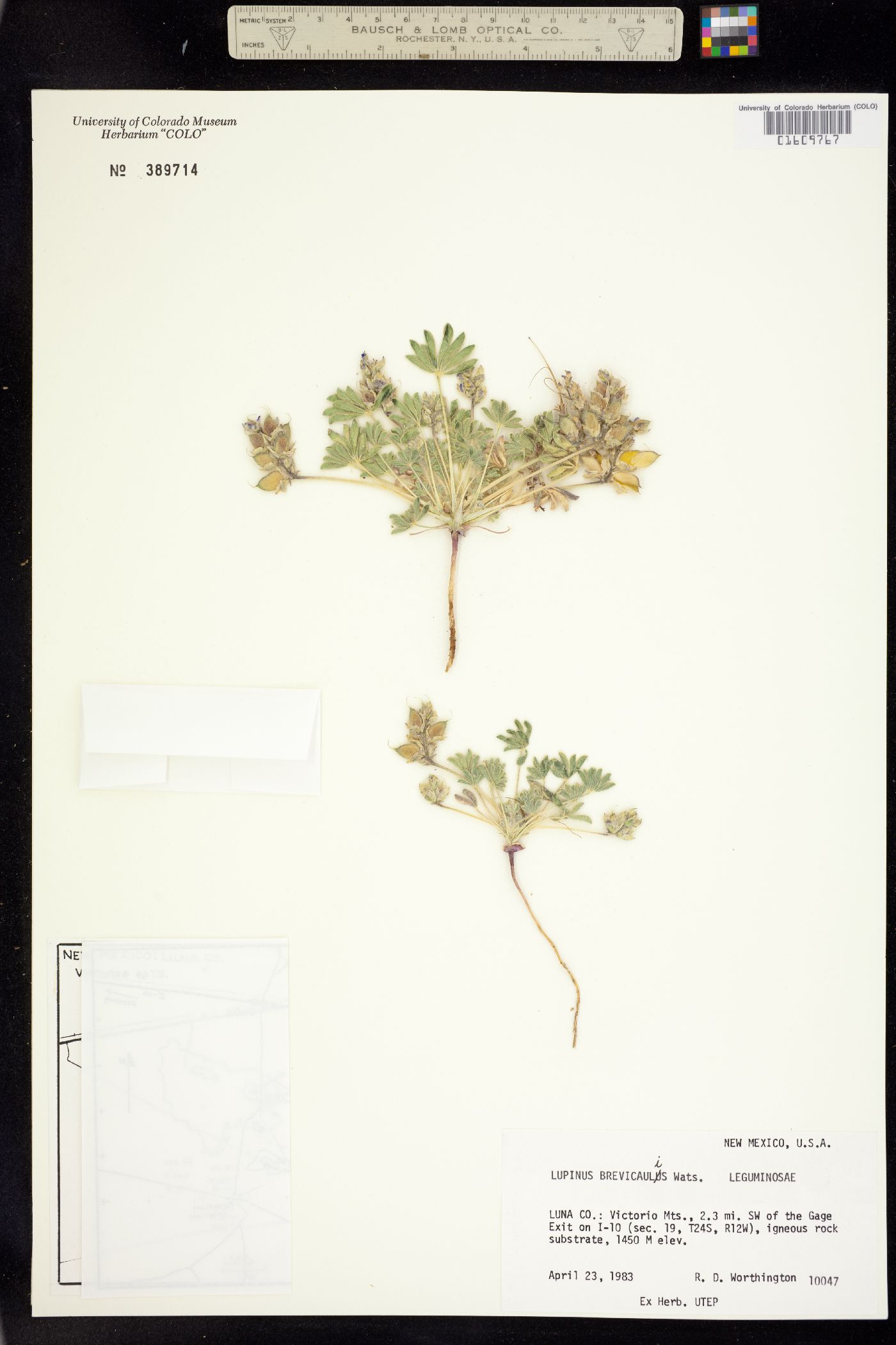Lupinus brevicaulis image
