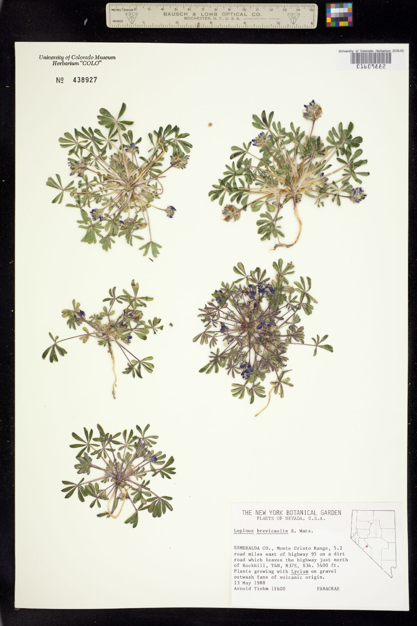 Lupinus brevicaulis image