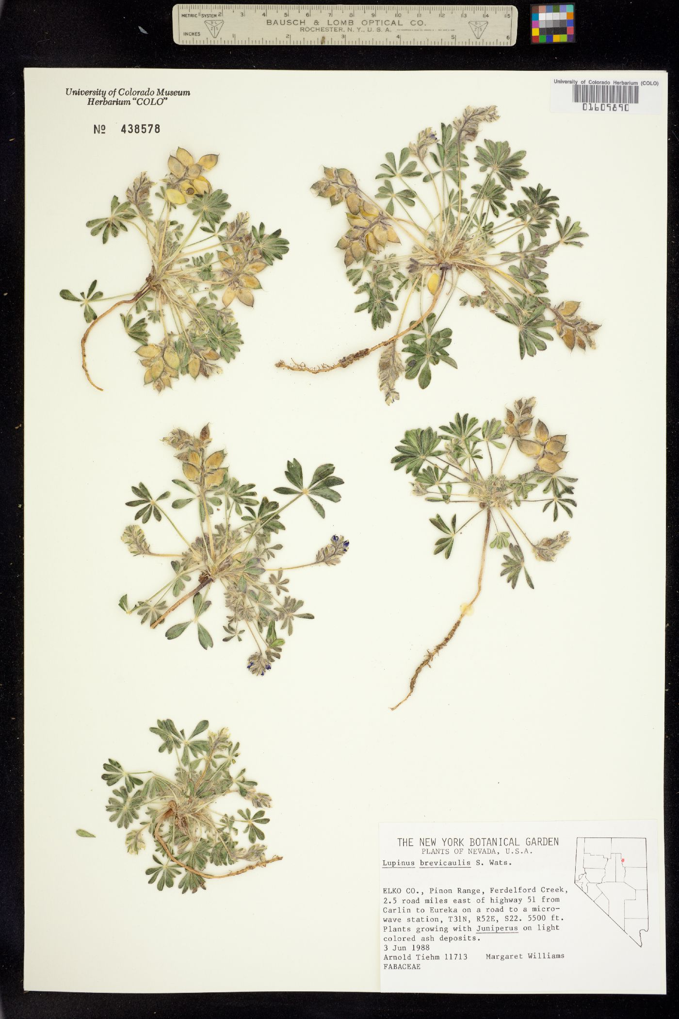 Lupinus brevicaulis image