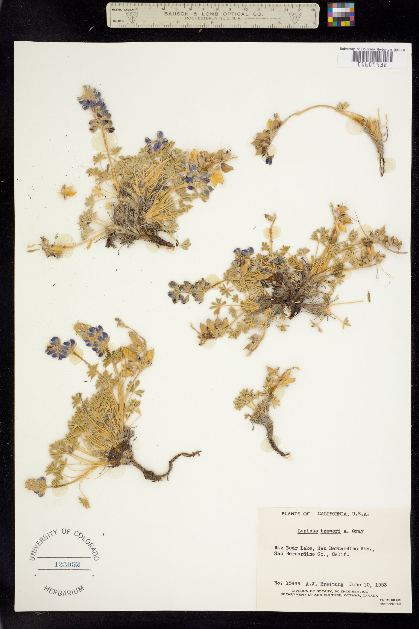 Lupinus breweri image