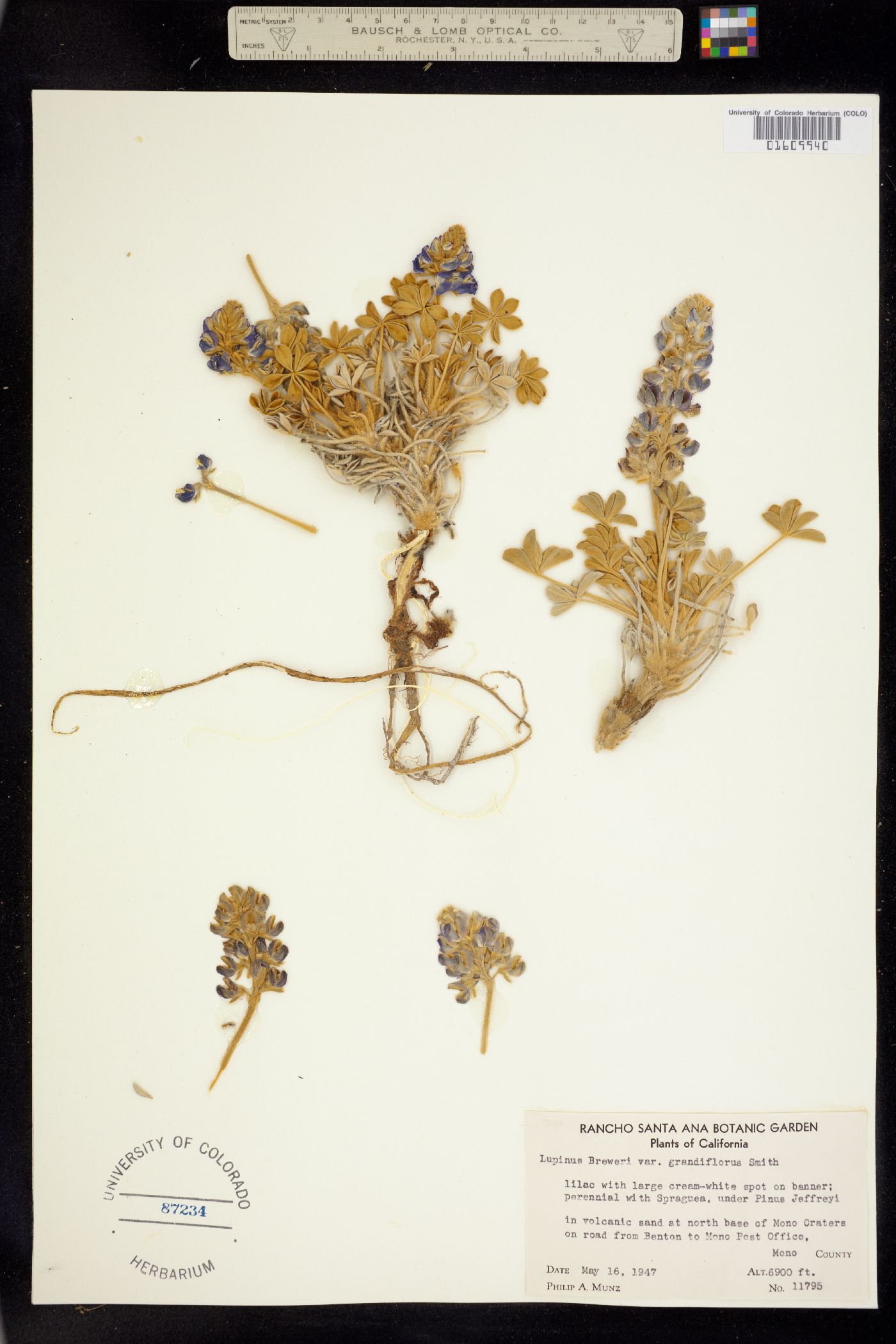 Lupinus breweri image