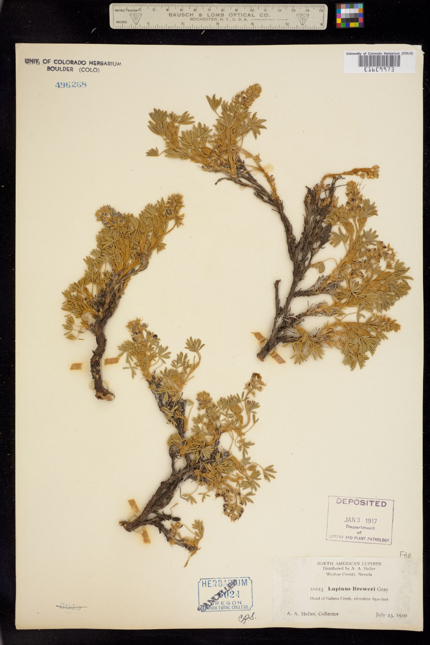 Lupinus breweri image