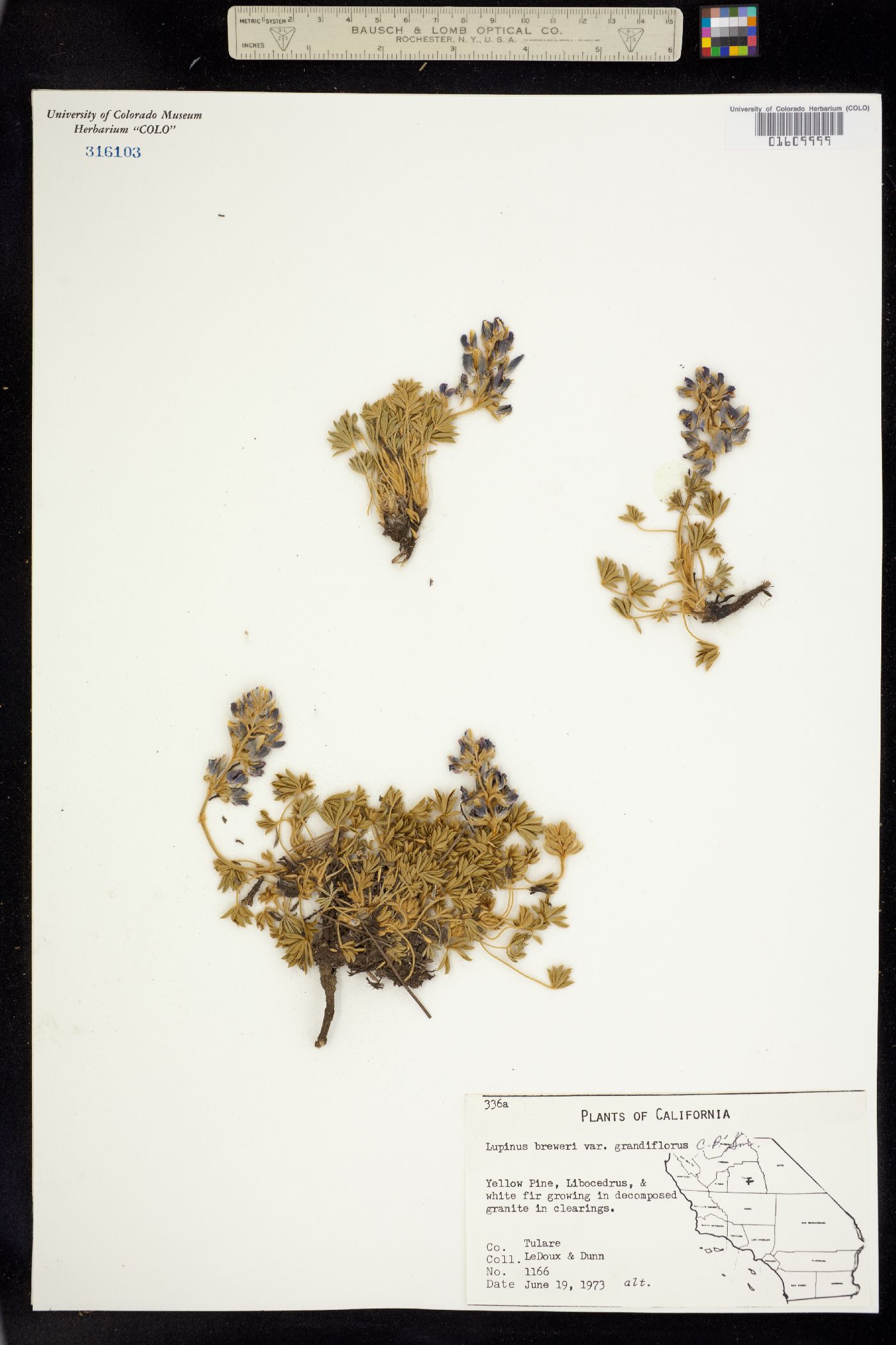 Lupinus breweri image