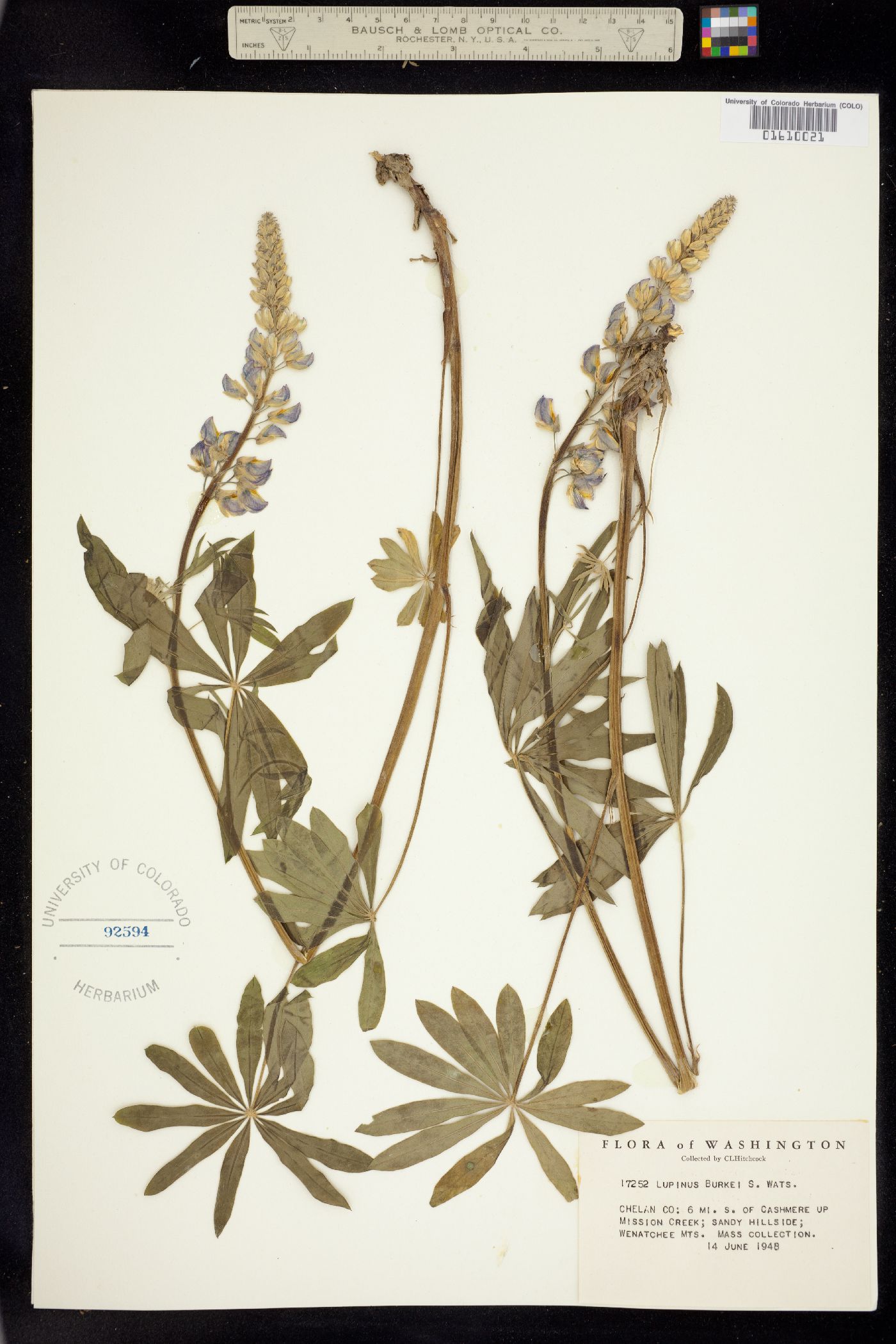Lupinus burkei image