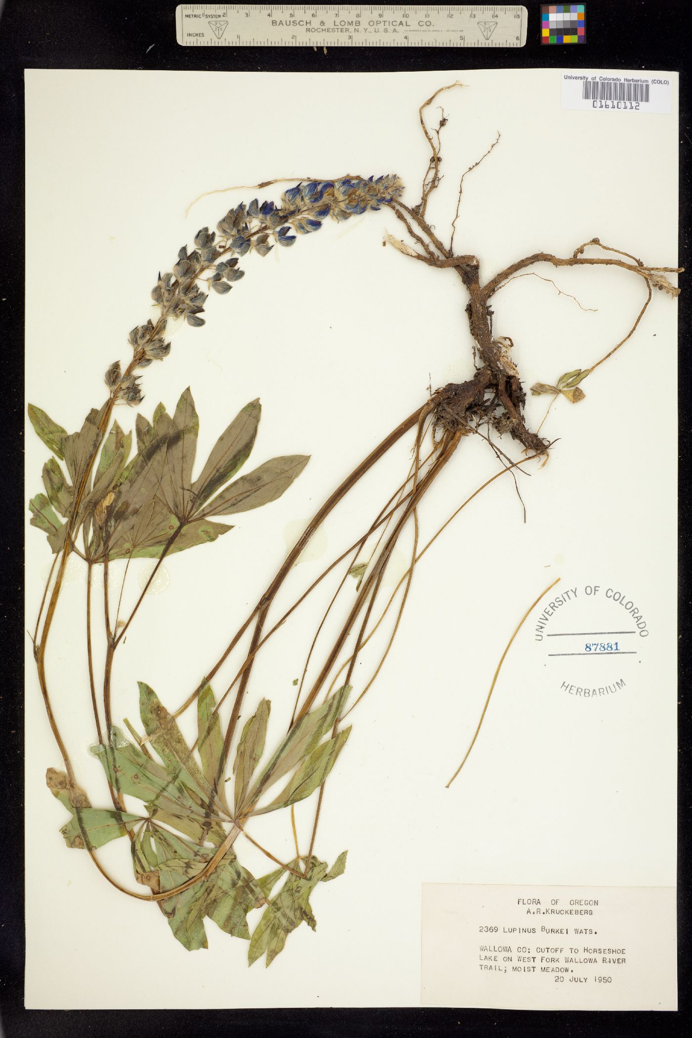 Lupinus burkei image