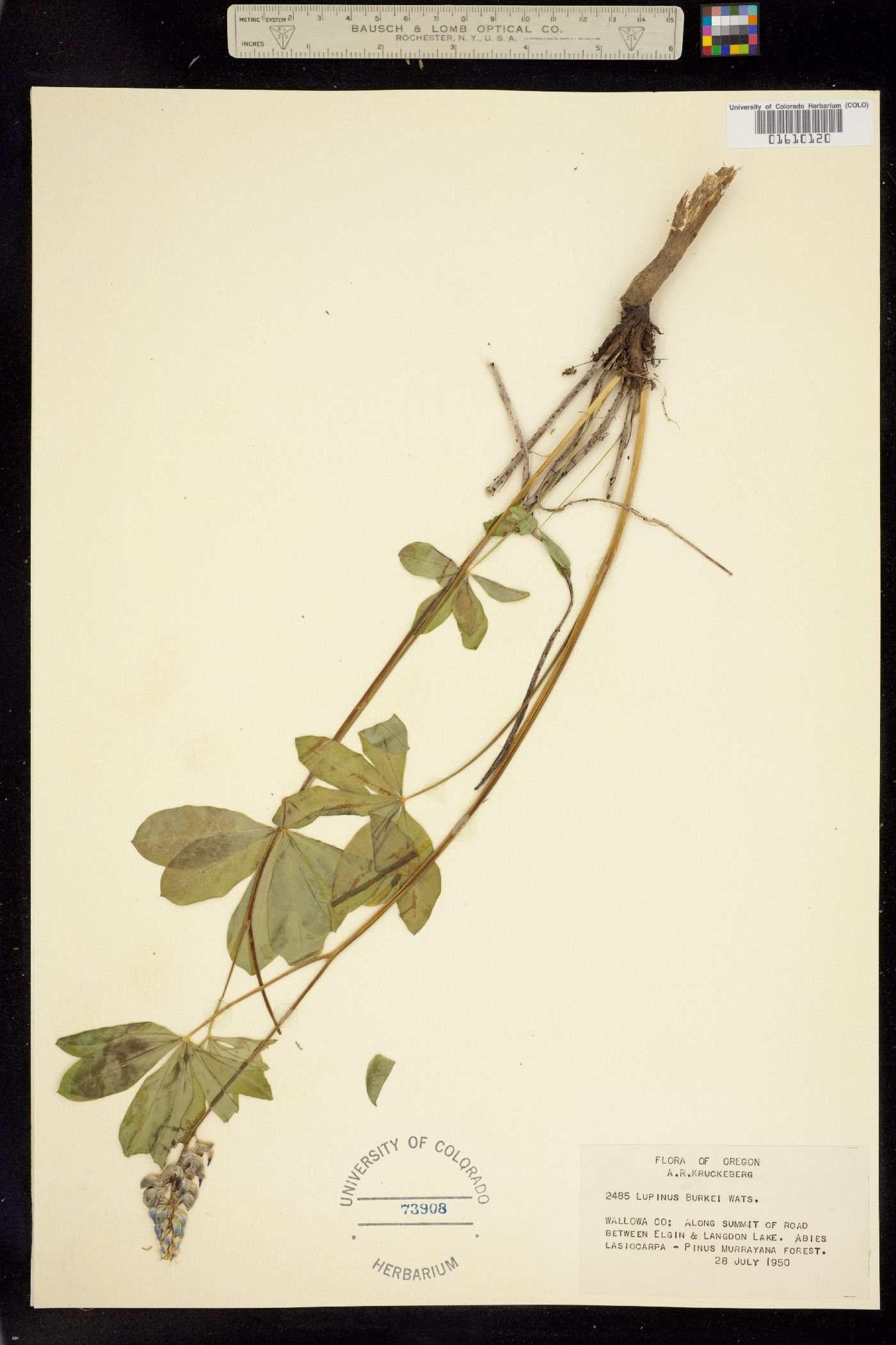 Lupinus burkei image
