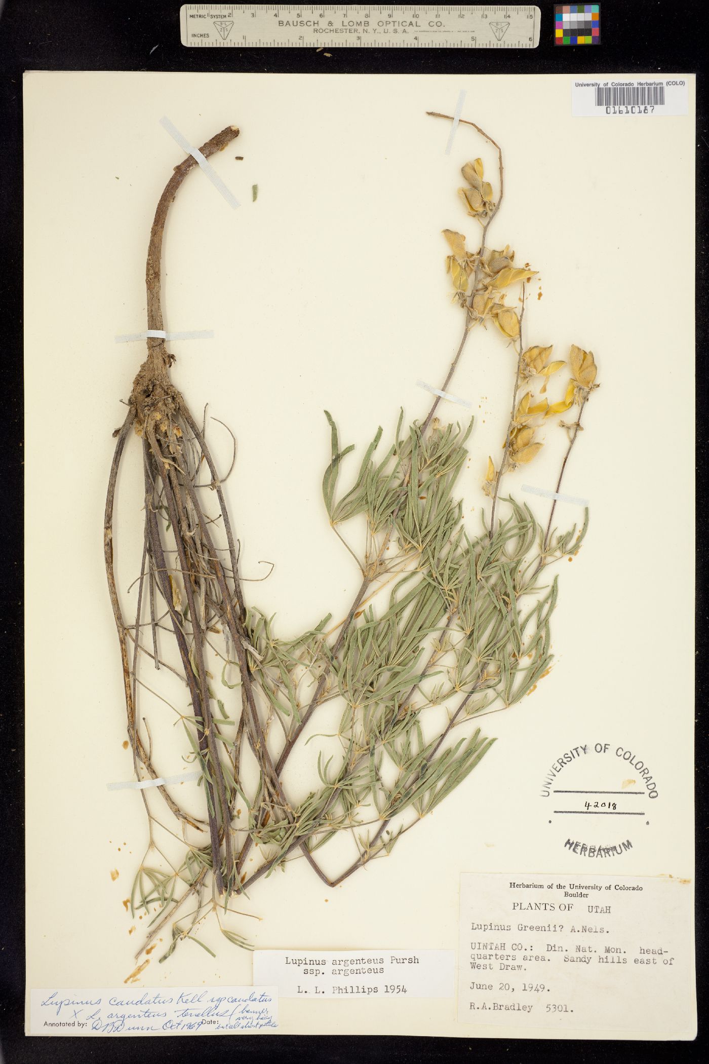 Lupinus caudatus image