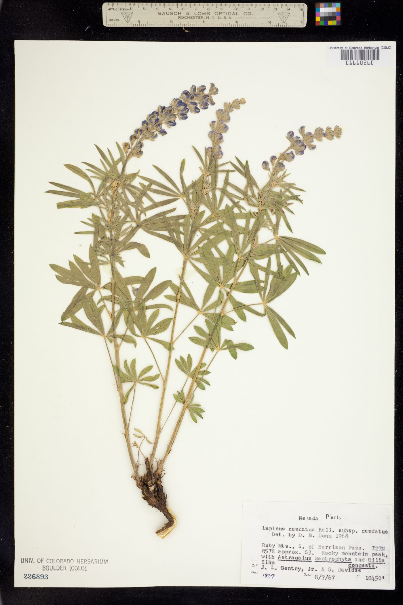 Lupinus caudatus image