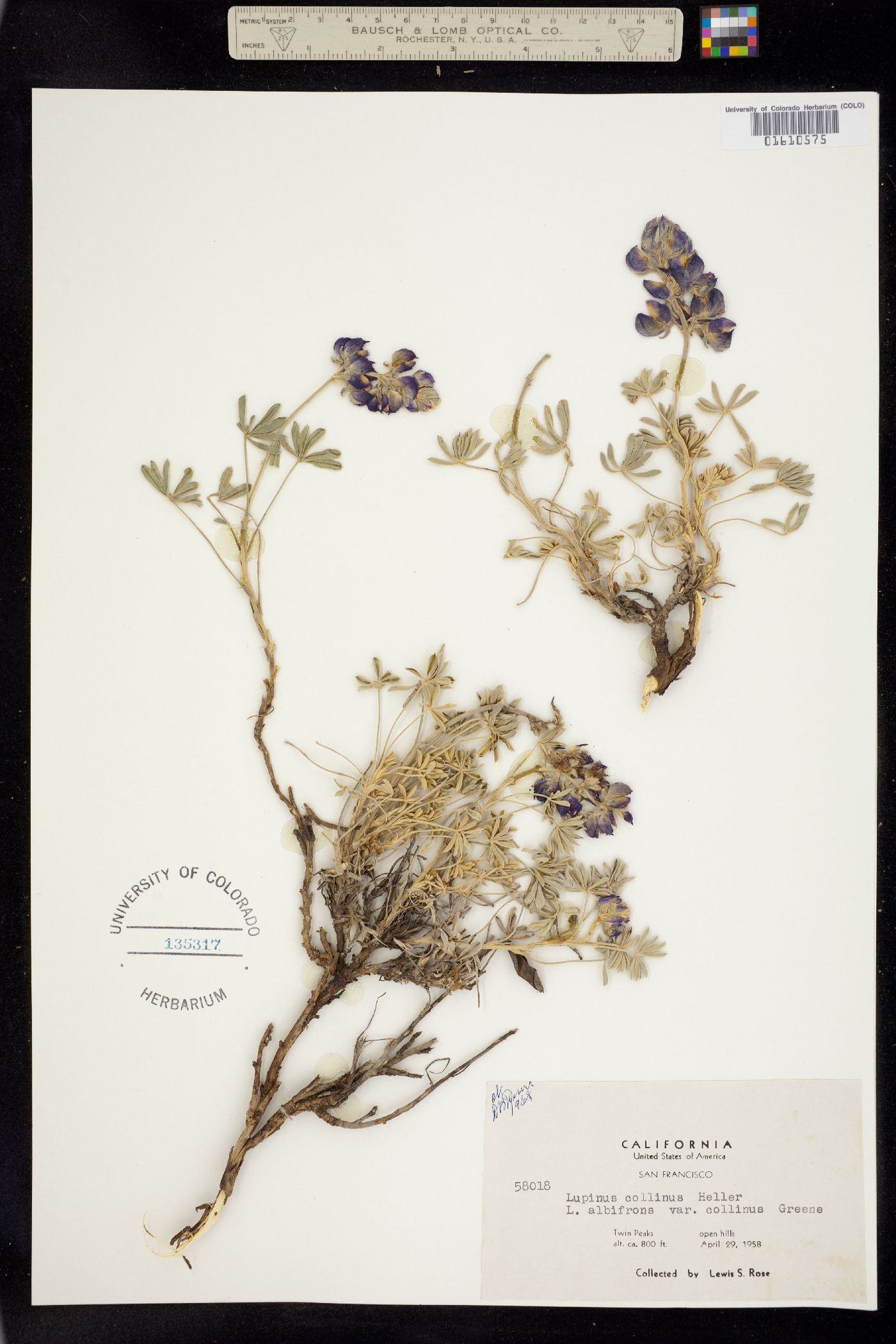 Lupinus collinus image