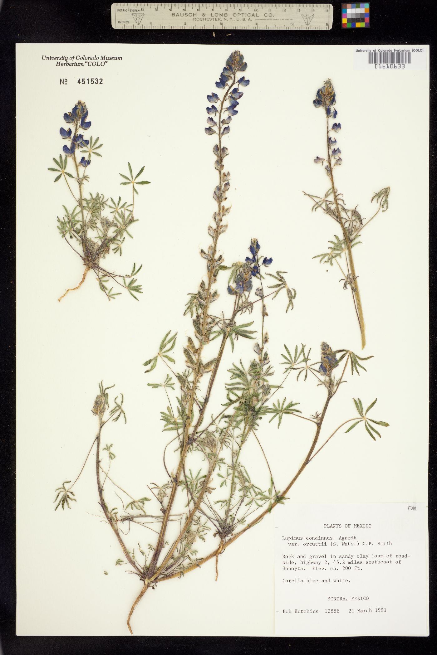 Lupinus concinnus image