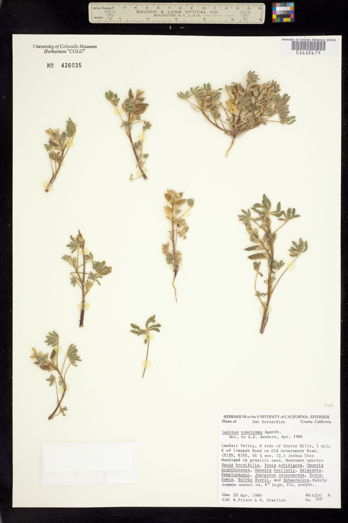 Lupinus concinnus image