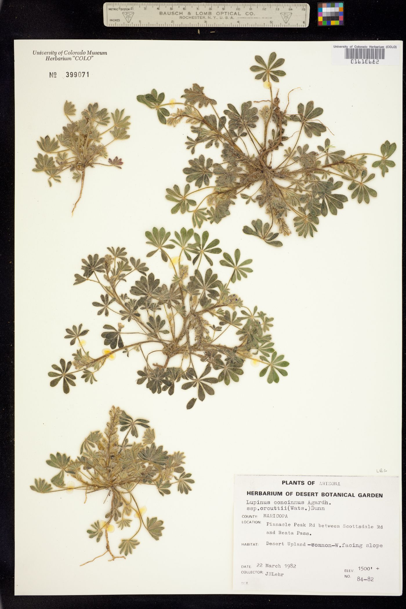 Lupinus concinnus image