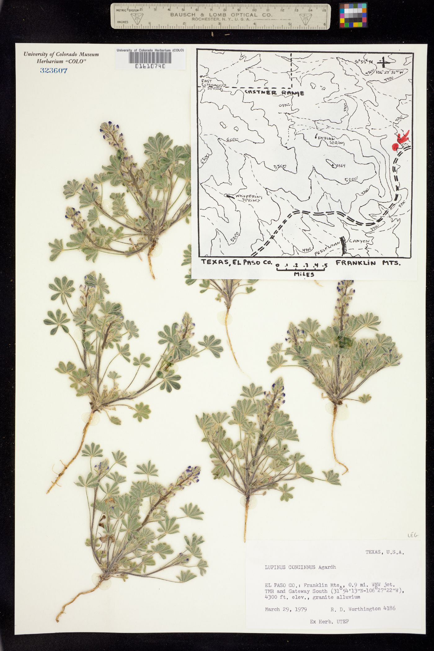 Lupinus concinnus image