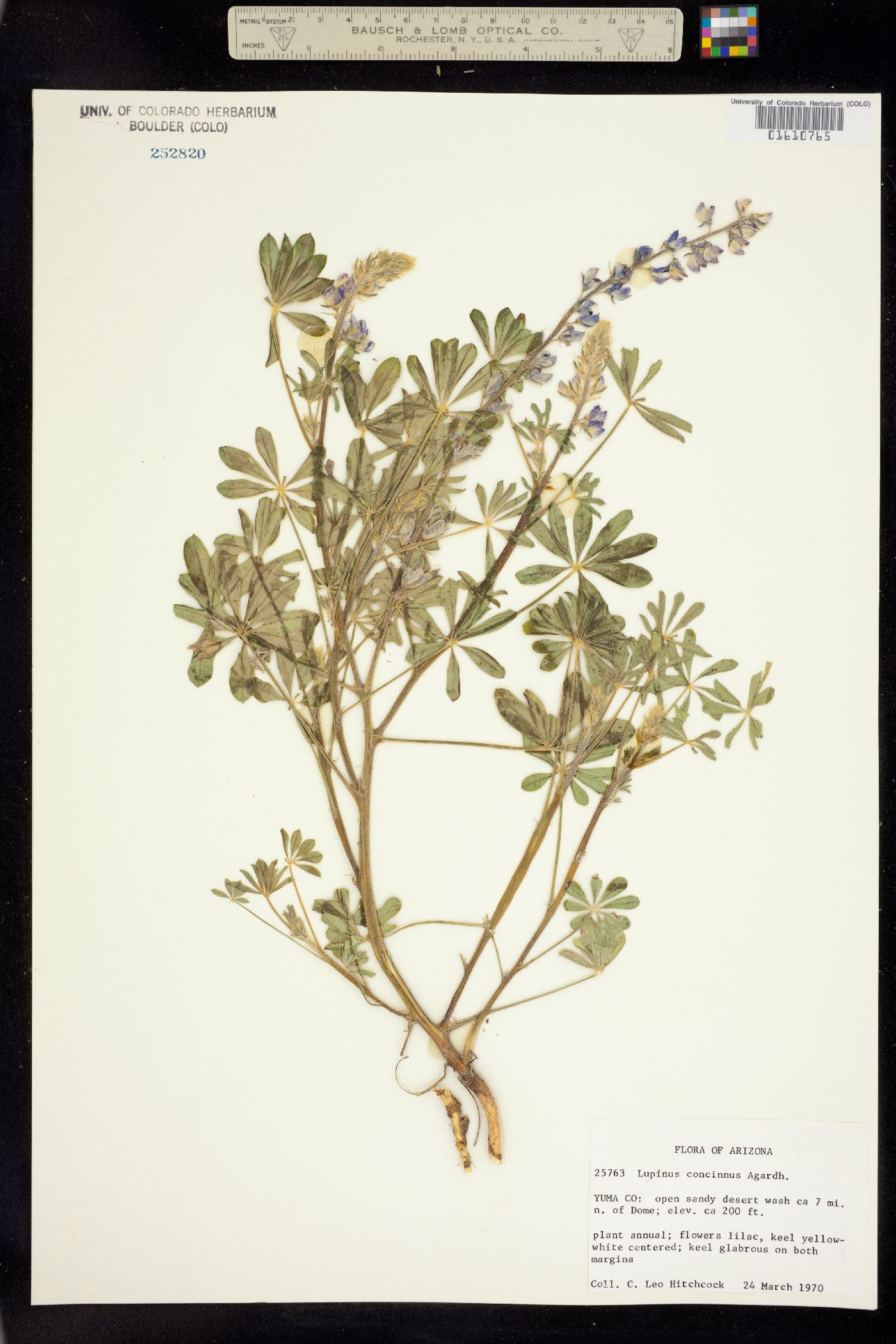 Lupinus concinnus image