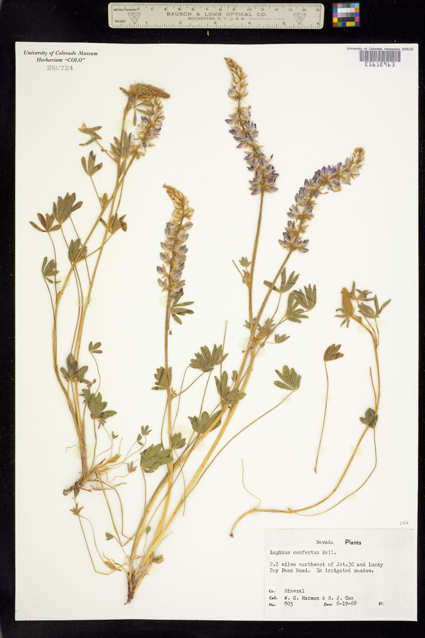 Lupinus confertus image